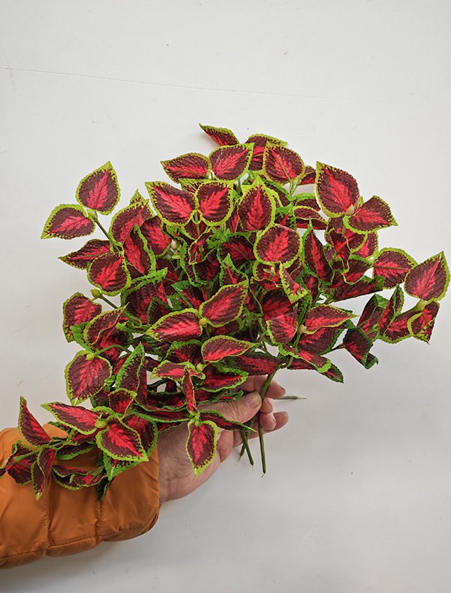 Coleus Bush x 6 - Sconti per Fioristi e Aziende . - H 25 In poliester