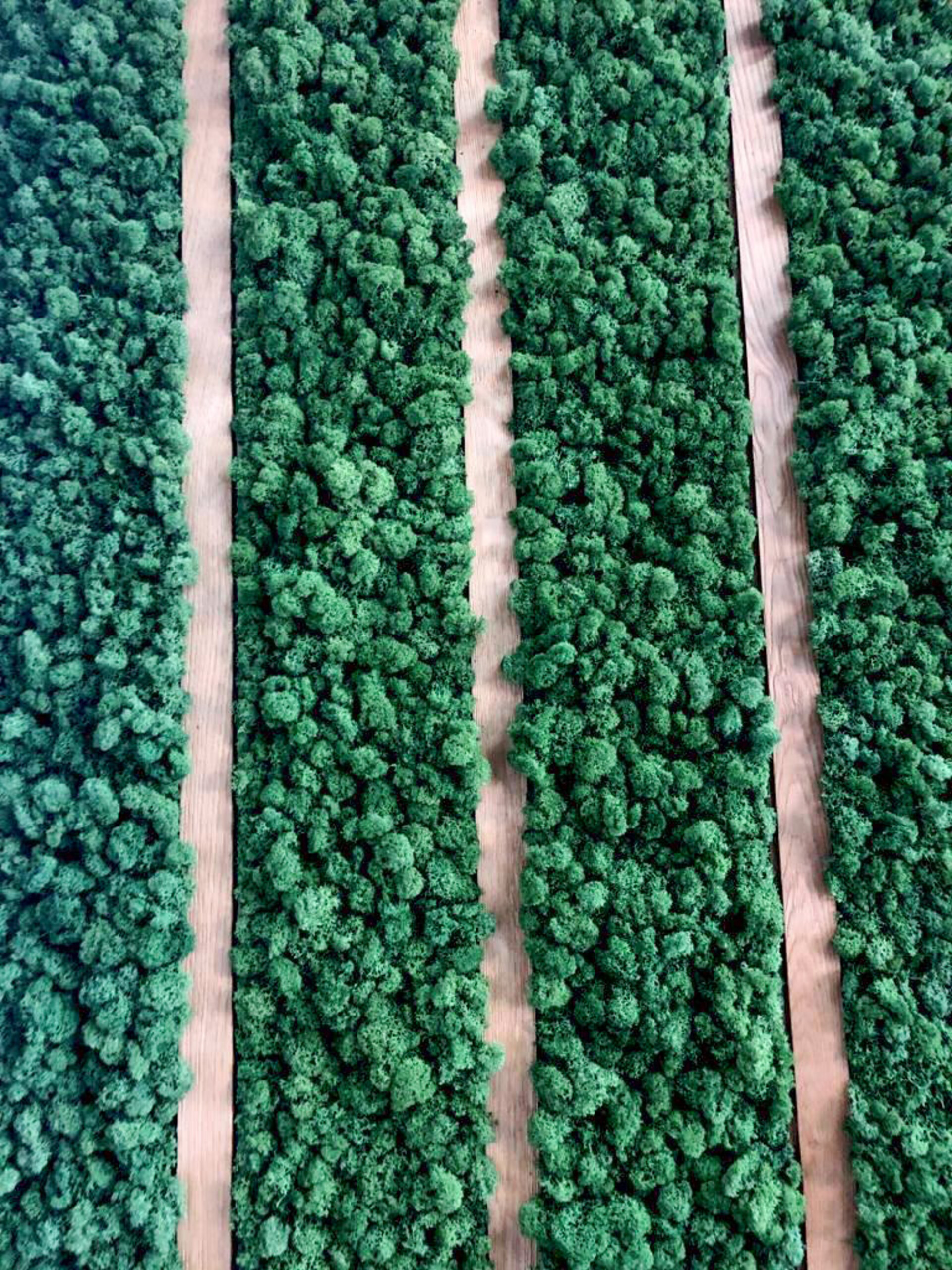 Parete Moss Stabilizzata - Mod. PT.2019 . - Wall Moss a metro quadrato