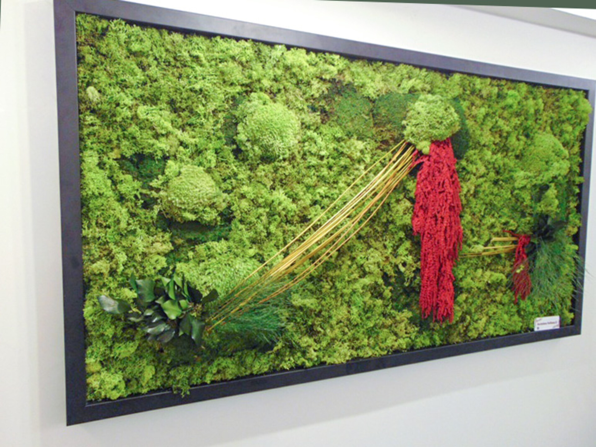 Giardini Vegetali Preservati - Mod. AV 2015 . - Adatto per Interno