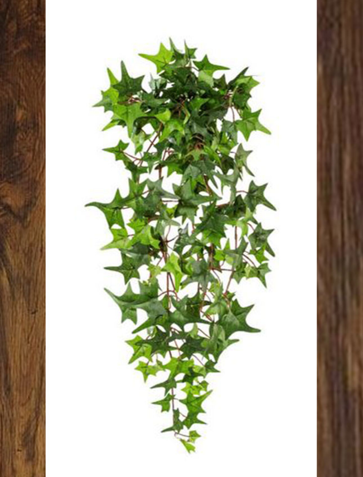 Edera Artificiale H 60 cm. - Sconti per Fioristi e Aziende . - Pitzsburgh con 175 foglie
