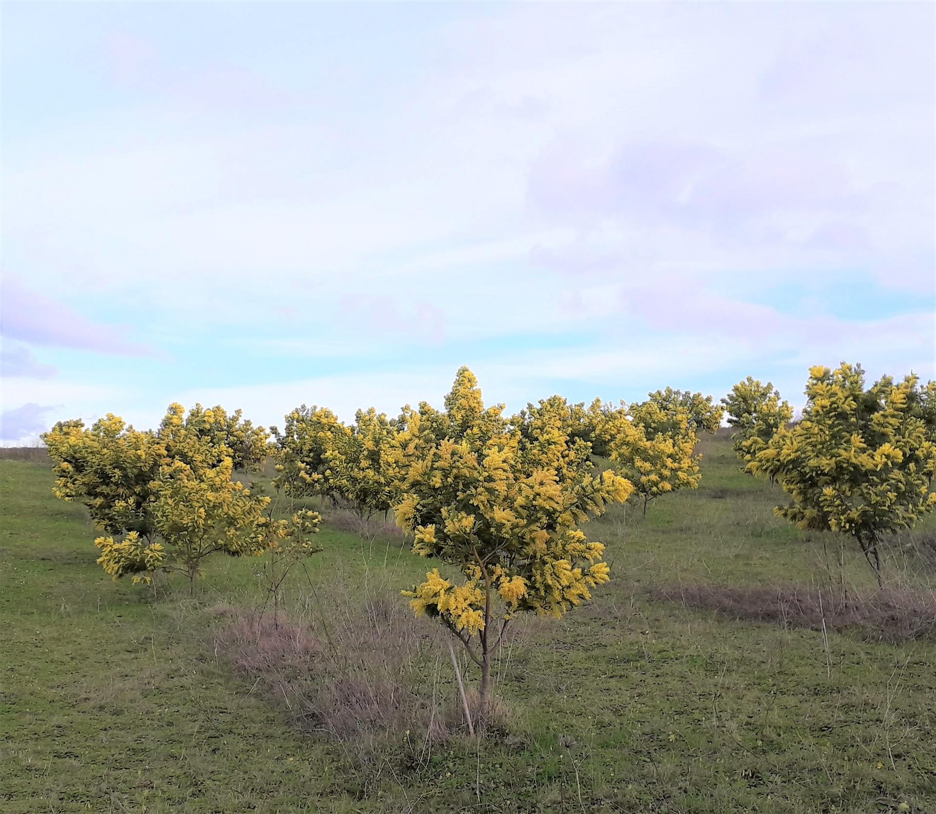 ESAURITA Mimosa Fresca box Kg. 18/25 -  Sconti per rivenditori - Acacia Dealbata - Goulois