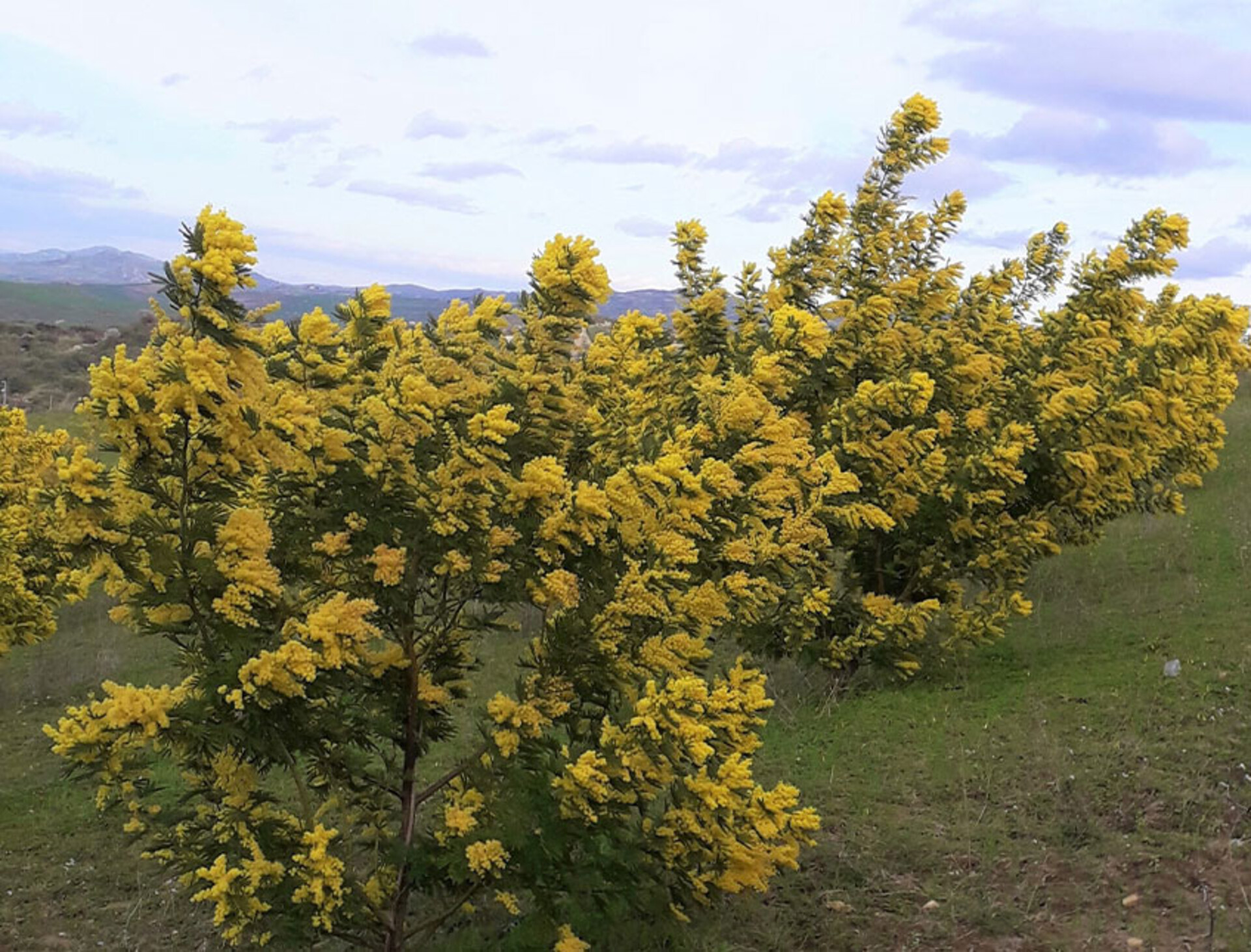 Mimosa Fresca box Kg. 3 -  Sconti per rivenditori - Acacia Dealbata - Goulois