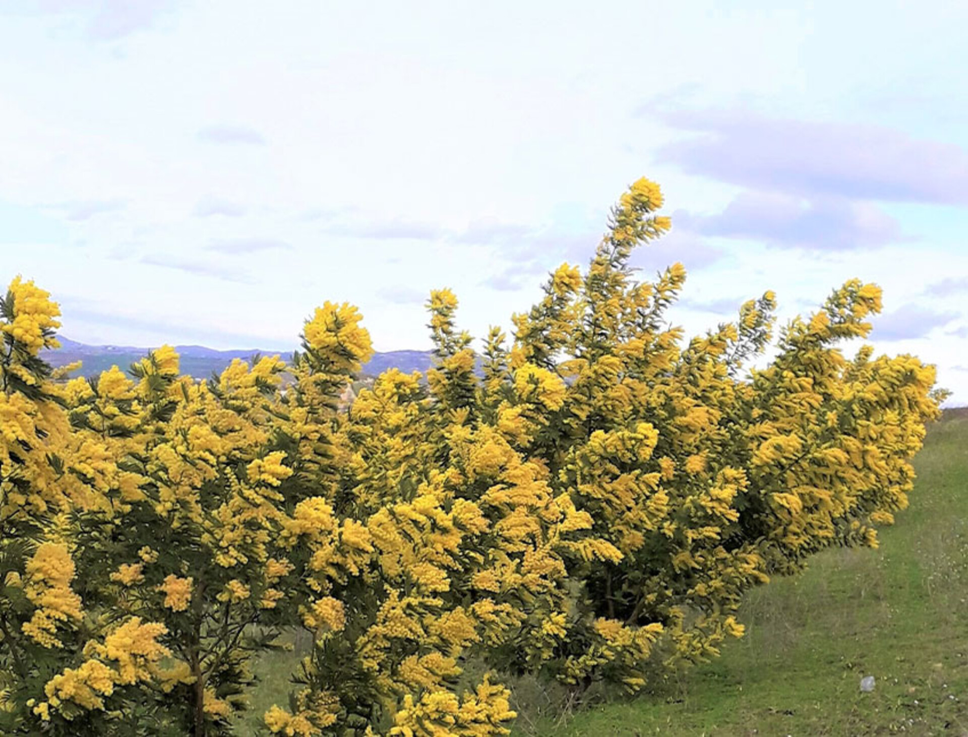 Mimosa Fresca box Kg. 3 -  Sconti per rivenditori - Acacia Dealbata - Goulois