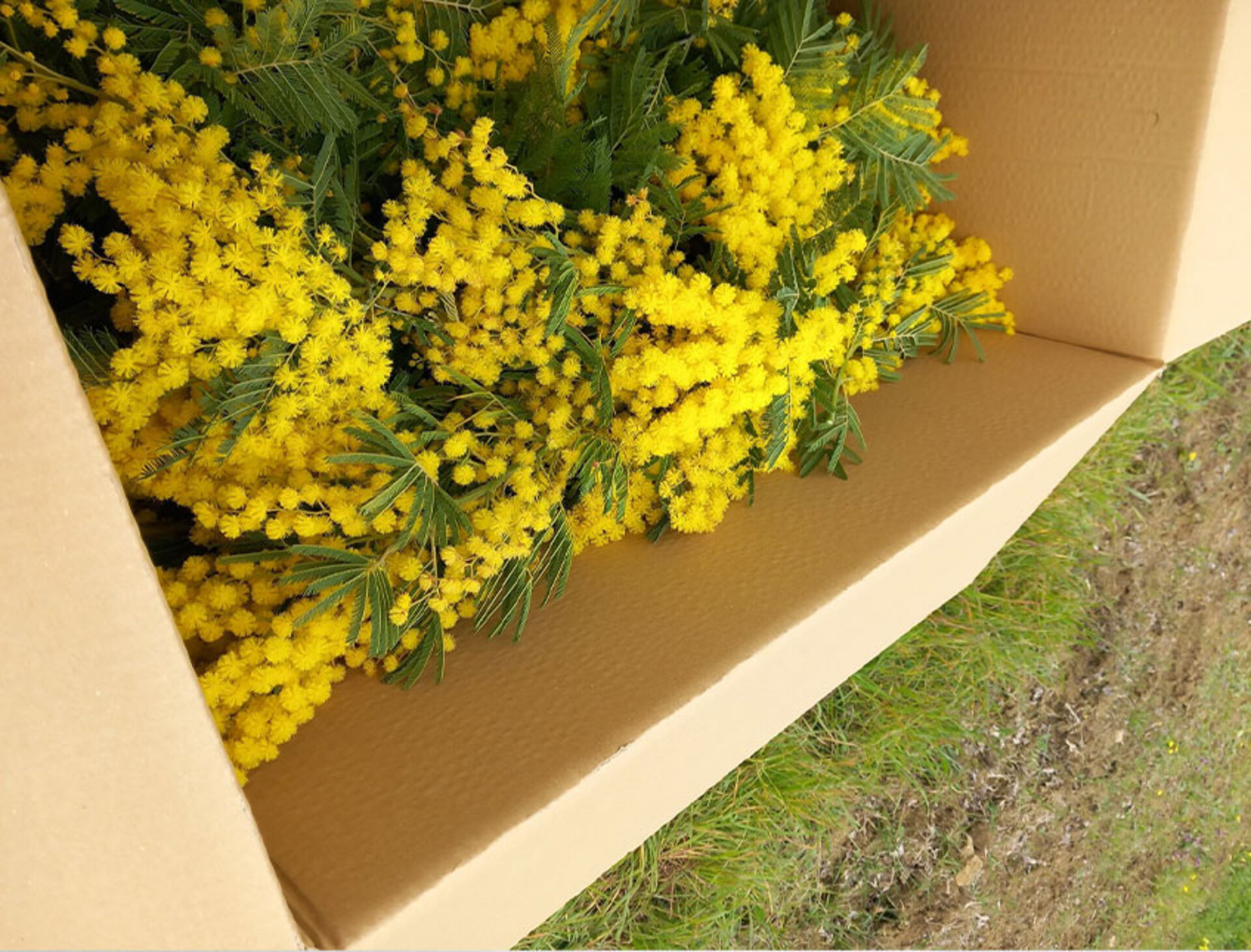 ESAURITA Mimosa Fresca box Kg. 18/25 -  Sconti per rivenditori - Acacia Dealbata - Goulois