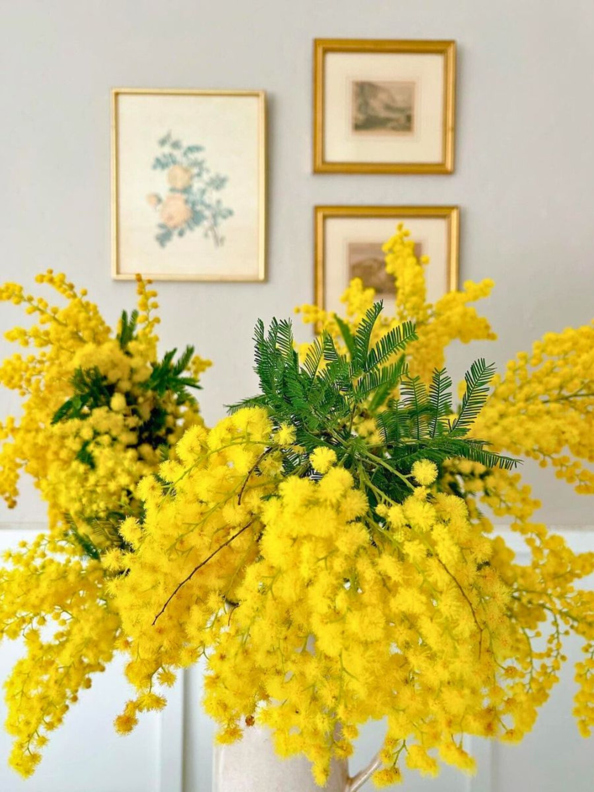 ESAURITA Mimosa Fresca box Kg. 18/25 -  Sconti per rivenditori - Acacia Dealbata - Goulois