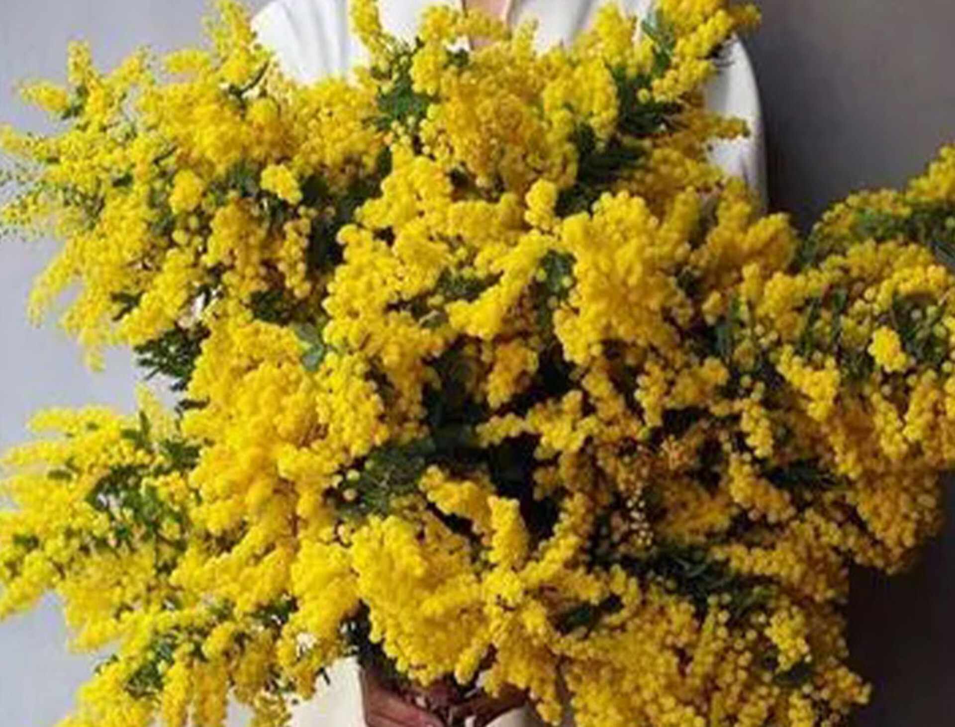 ESAURITA Mimosa Fresca box Kg. 18/25 -  Sconti per rivenditori - Acacia Dealbata - Goulois