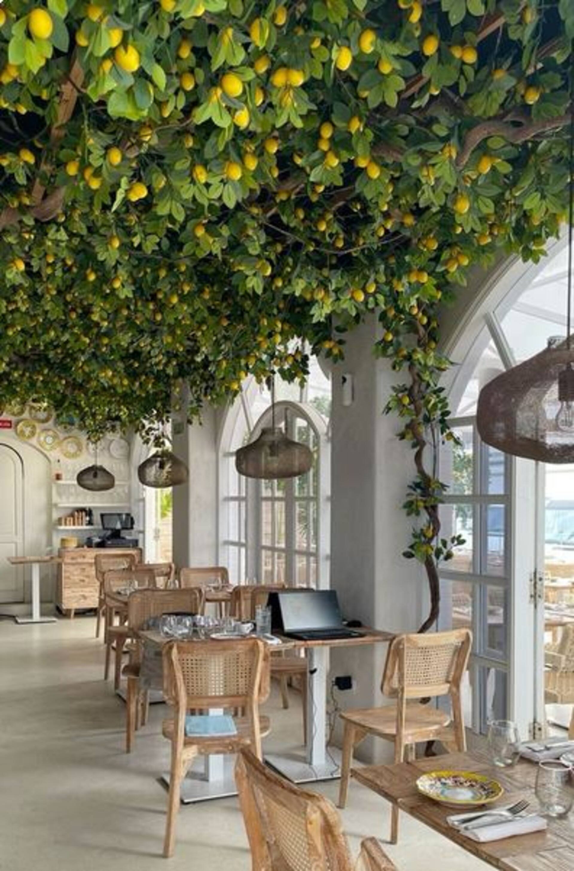 Limoni x 6  steccati H 13 - Sconti per Fioristi e Aziende .