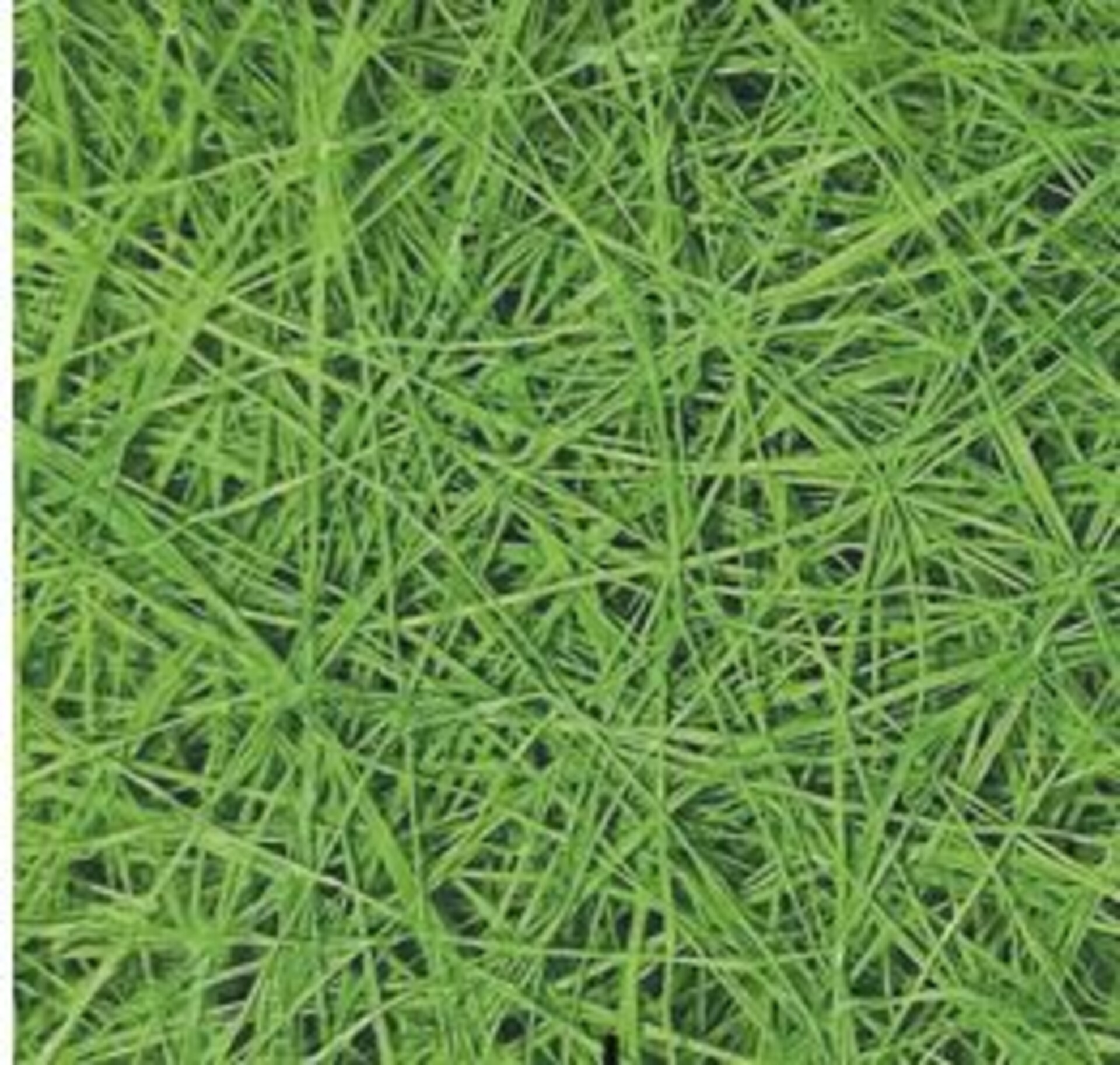 Sisal Naturale Amidato H 60 - Sconti per Fioristi e Aziende - Rotolo da 3 Yds