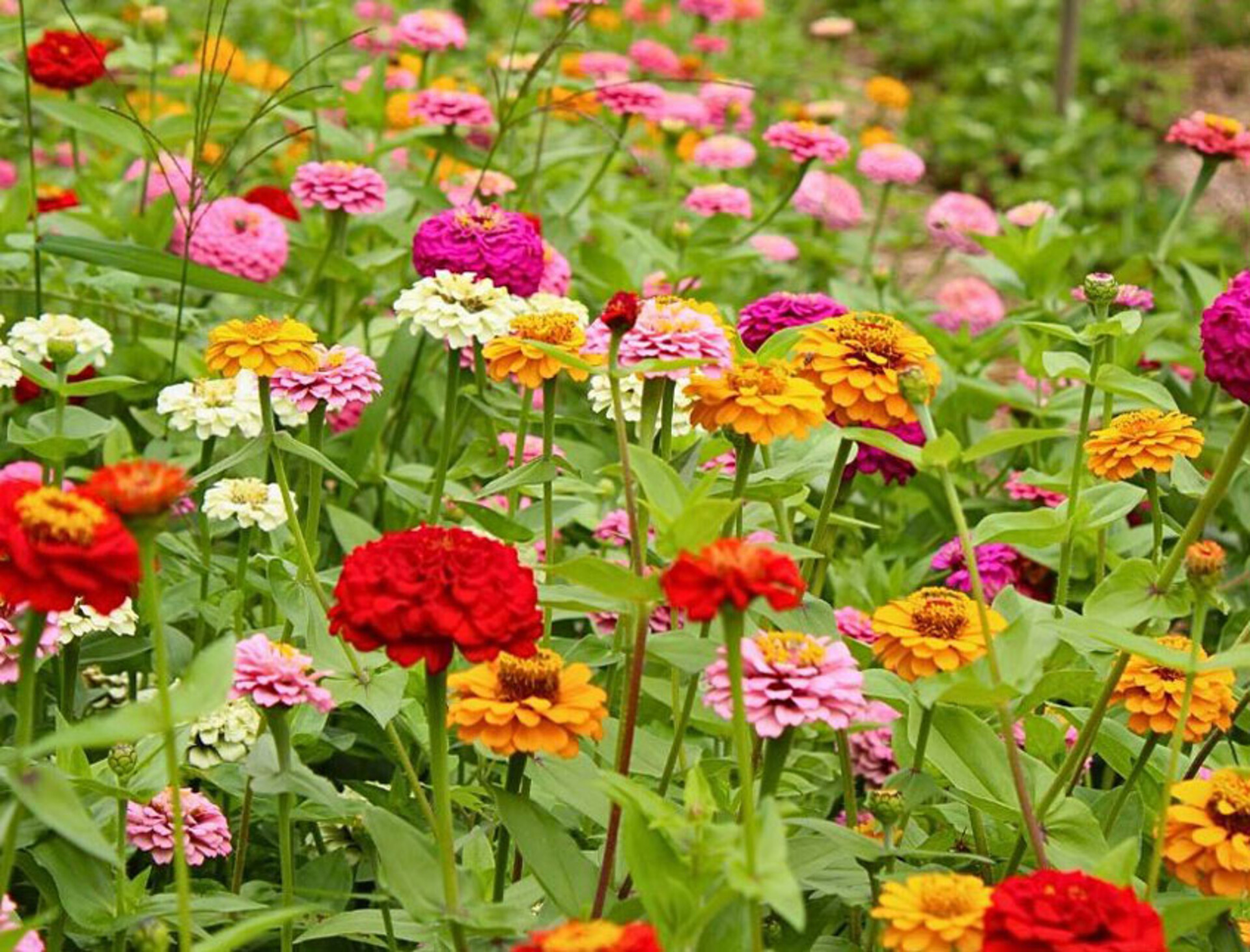 Zinnia Velvet Singola H 80  - Sconti per Fioristi e Aziende . -  In poliestere