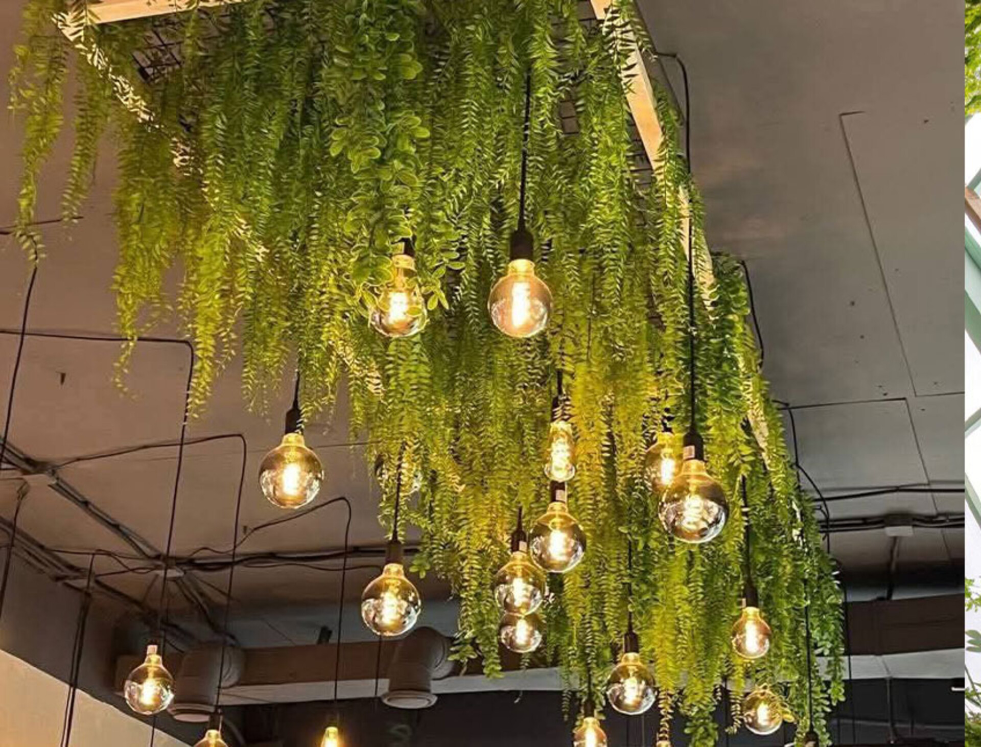 Soffitto con Vegetali Verdi Pendenti - Sconto per Fioristi e Aziende - Per esterno ed interno