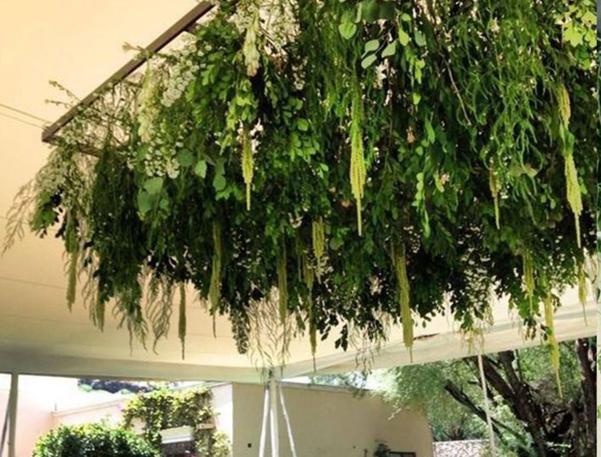 Soffitto con Vegetali Verdi Pendenti - Sconto per Fioristi e Aziende - Per esterno ed interno