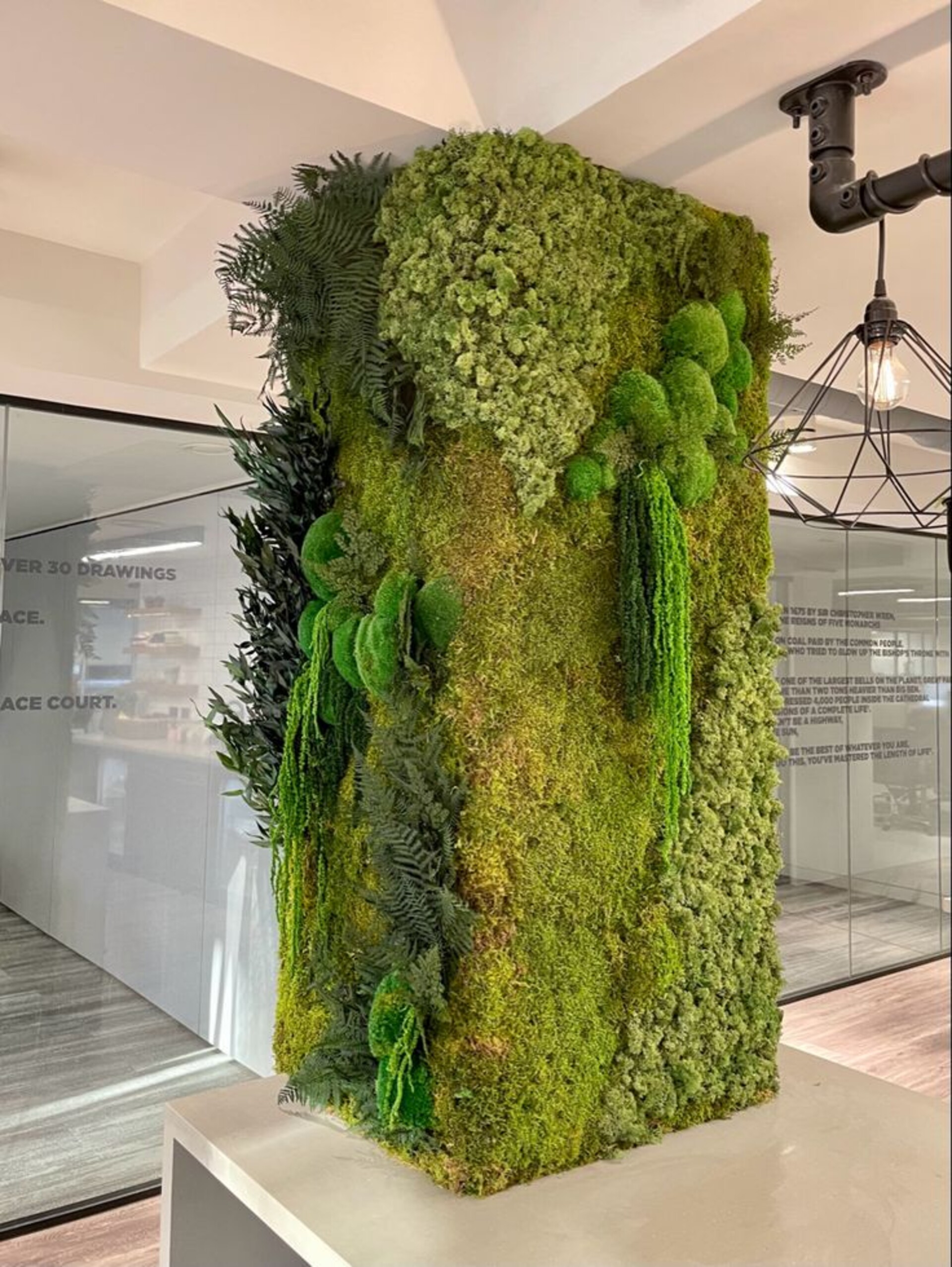 Giardini Vegetali Preservati - Adatti soltanto per interni . - Stile Medusa