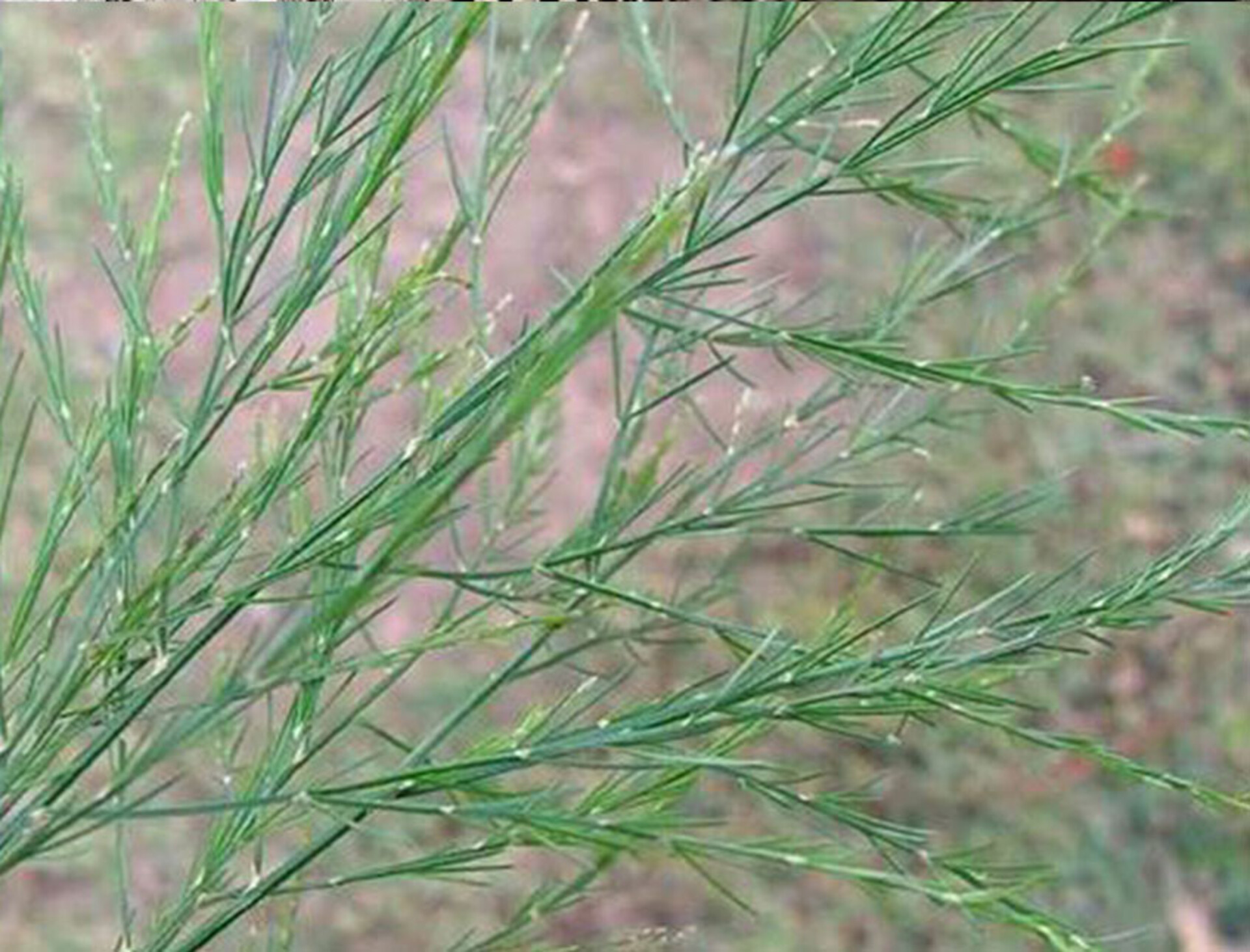 Asparago Vergatus x 10  - Sconti per Fioristi e Aziende - gr.100  Preservato Naturale