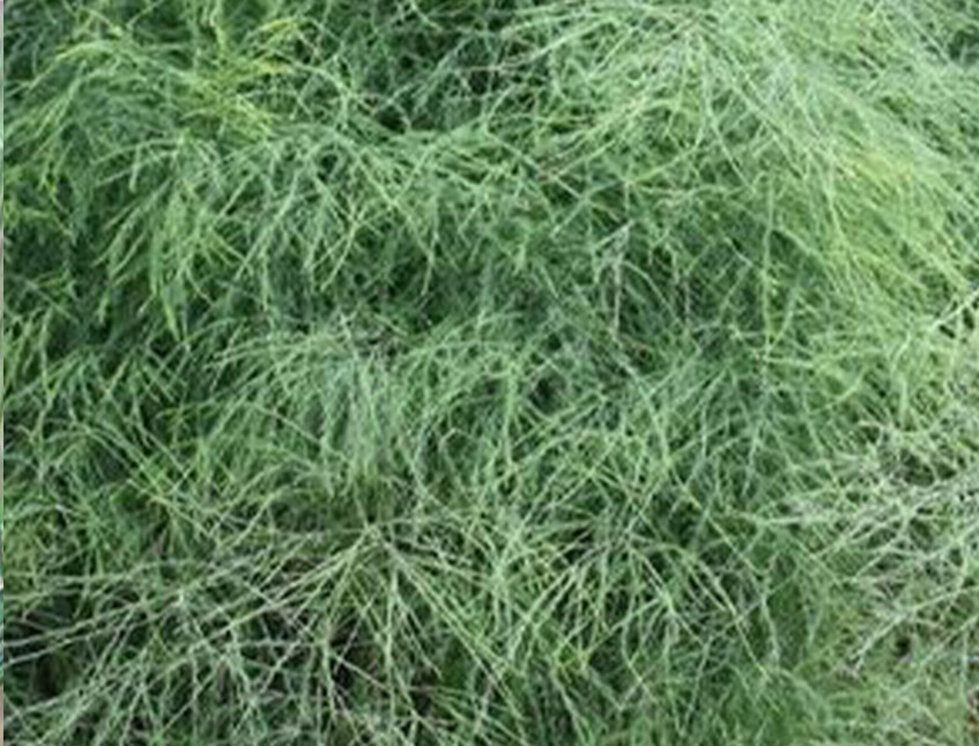 Asparago Vergatus x 10  - Sconti per Fioristi e Aziende - gr.100  Preservato Naturale