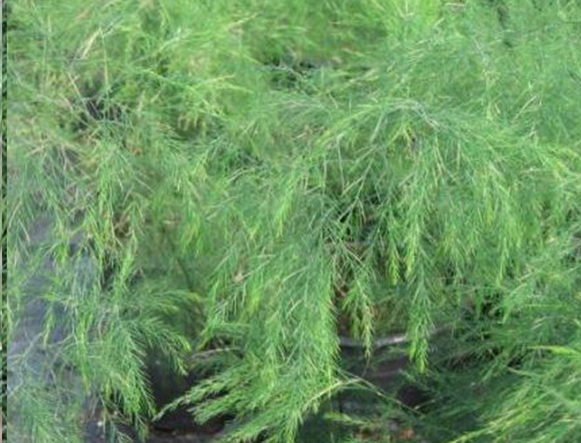 Asparago Vergatus x 10  - Sconti per Fioristi e Aziende - gr.100  Preservato Naturale