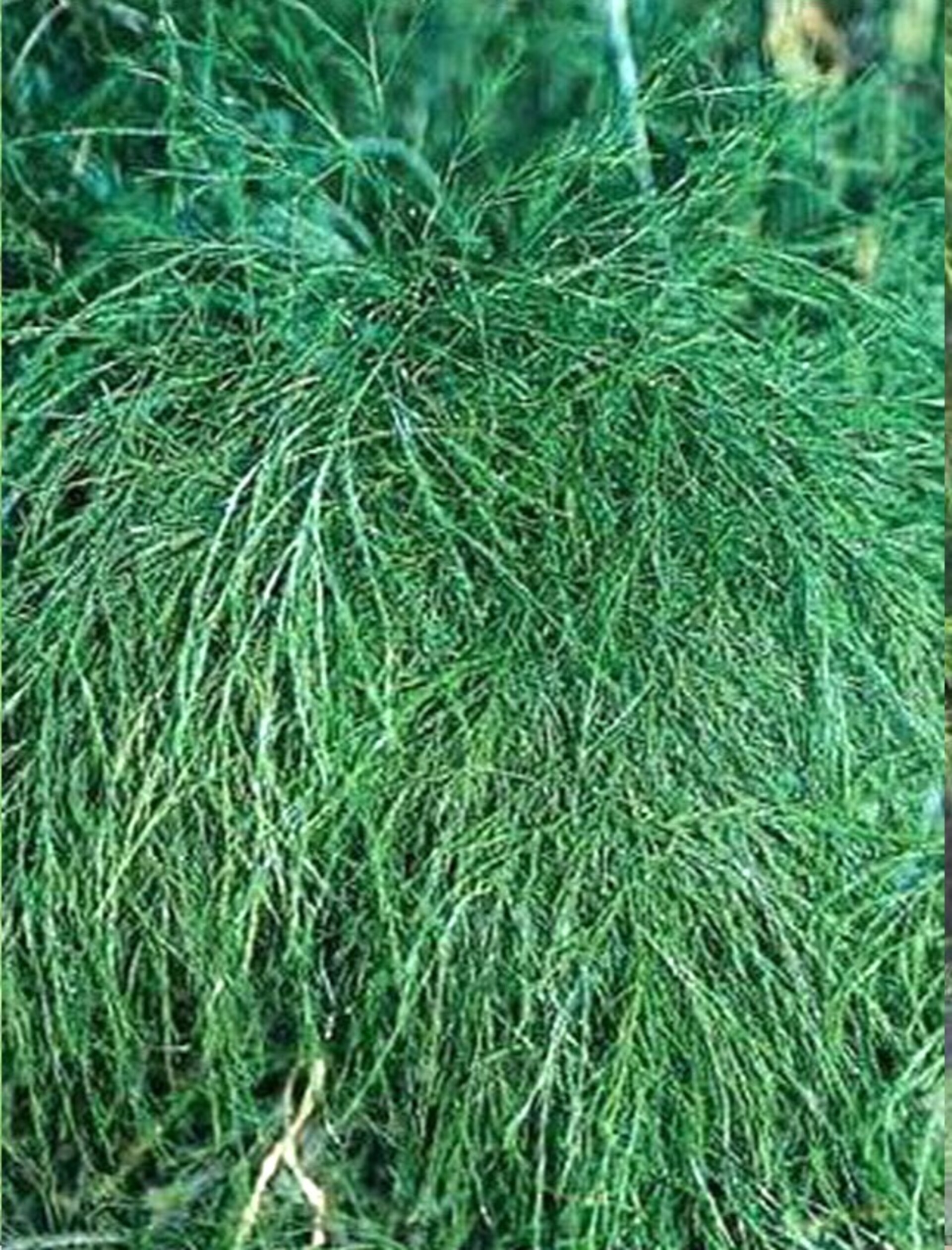 Asparago Vergatus x 10  - Sconti per Fioristi e Aziende - gr.100  Preservato Naturale