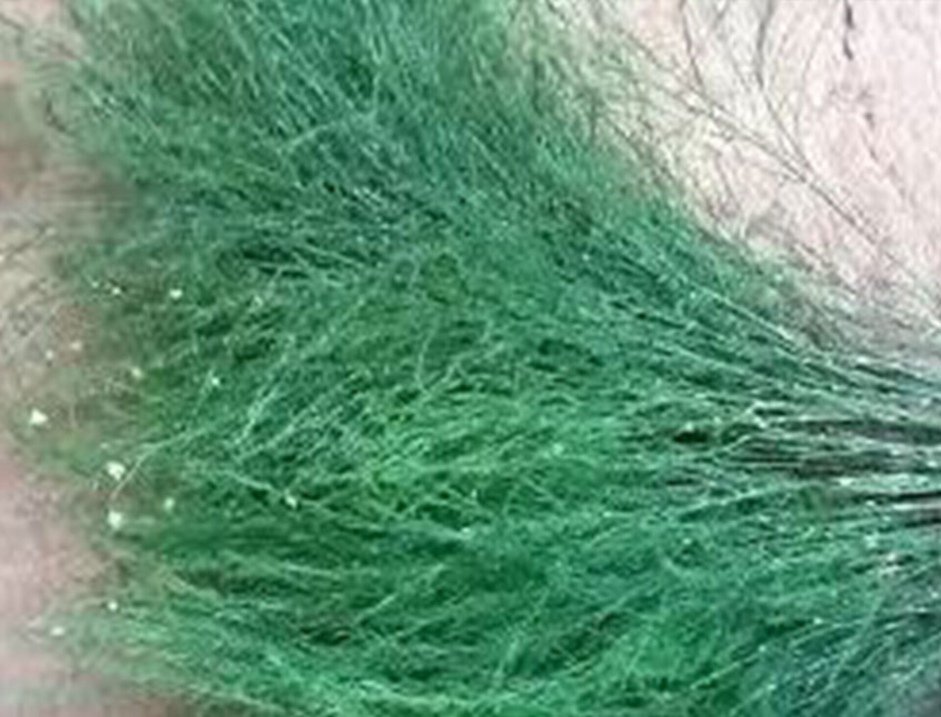 Asparago Vergatus x 10  - Sconti per Fioristi e Aziende - gr.100  Preservato Naturale
