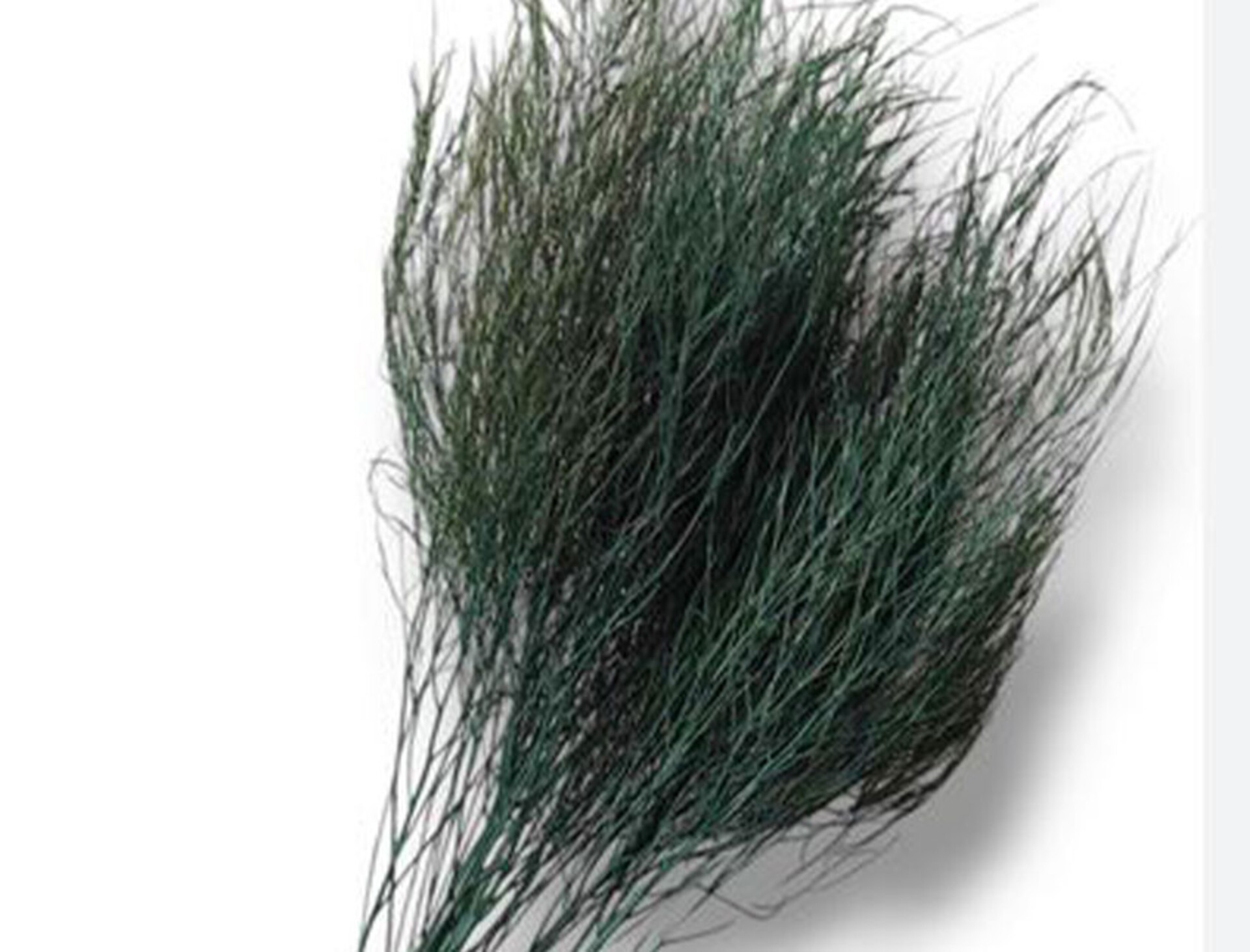 Asparago Vergatus x 10  - Sconti per Fioristi e Aziende - gr.100  Preservato Naturale
