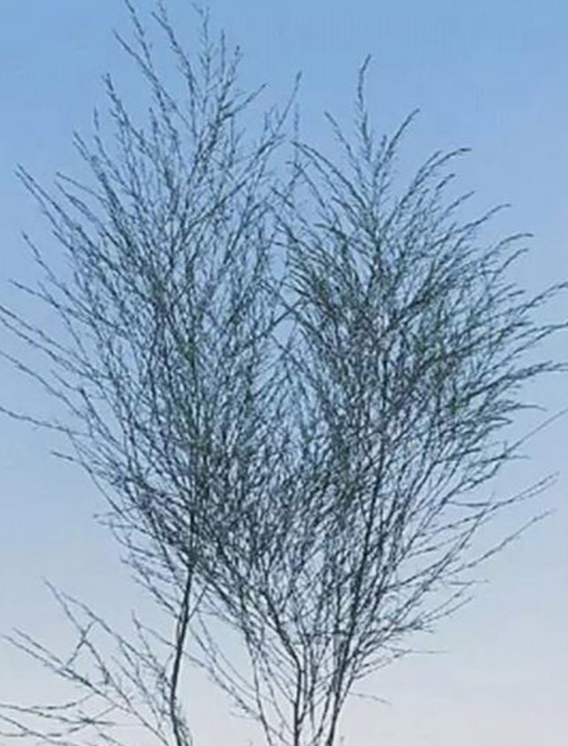 Asparago Vergatus x 10  - Sconti per Fioristi e Aziende - gr.100  Preservato Naturale