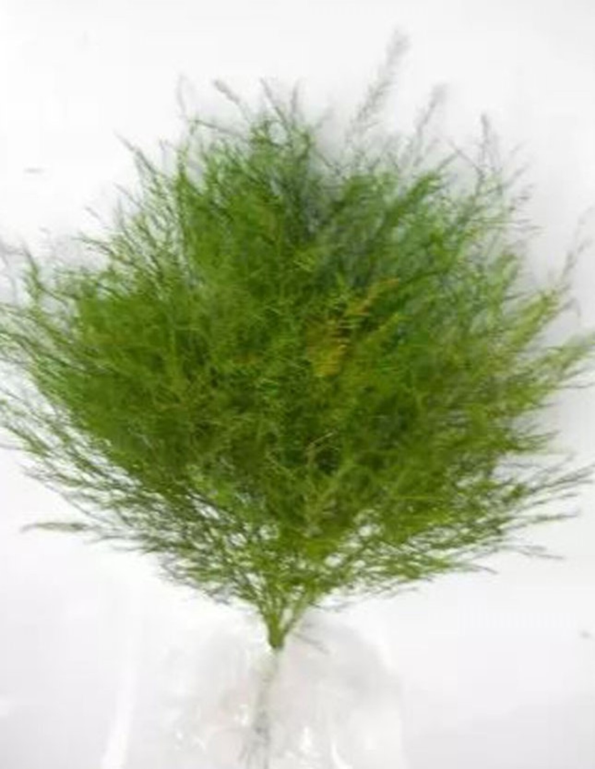 Asparago Vergatus x 10  - Sconti per Fioristi e Aziende - gr.100  Preservato Naturale