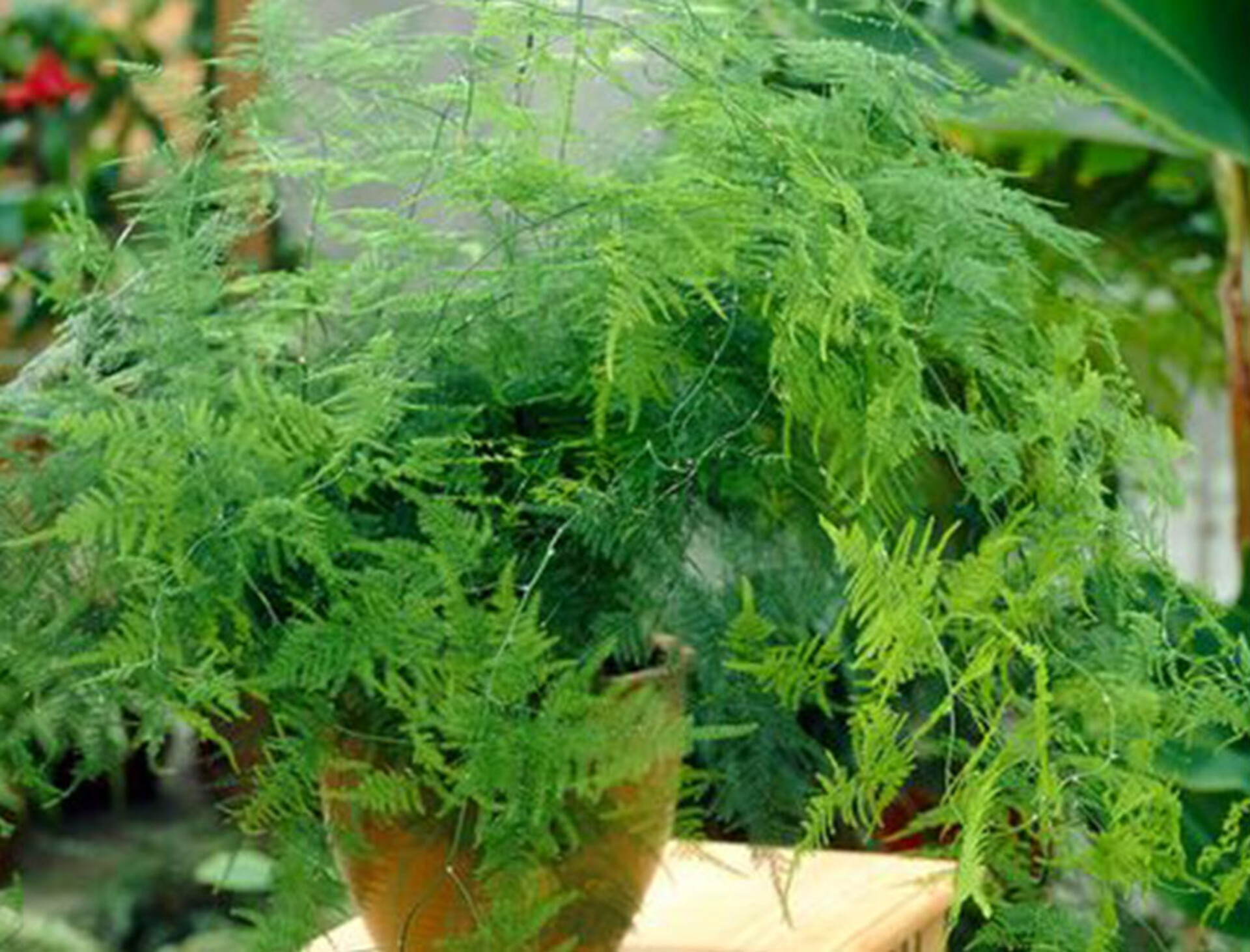 Asparago Plumoso Naturale- Sconti per Fioristi e Aziende - Preservato x 10 steli H 80/150
