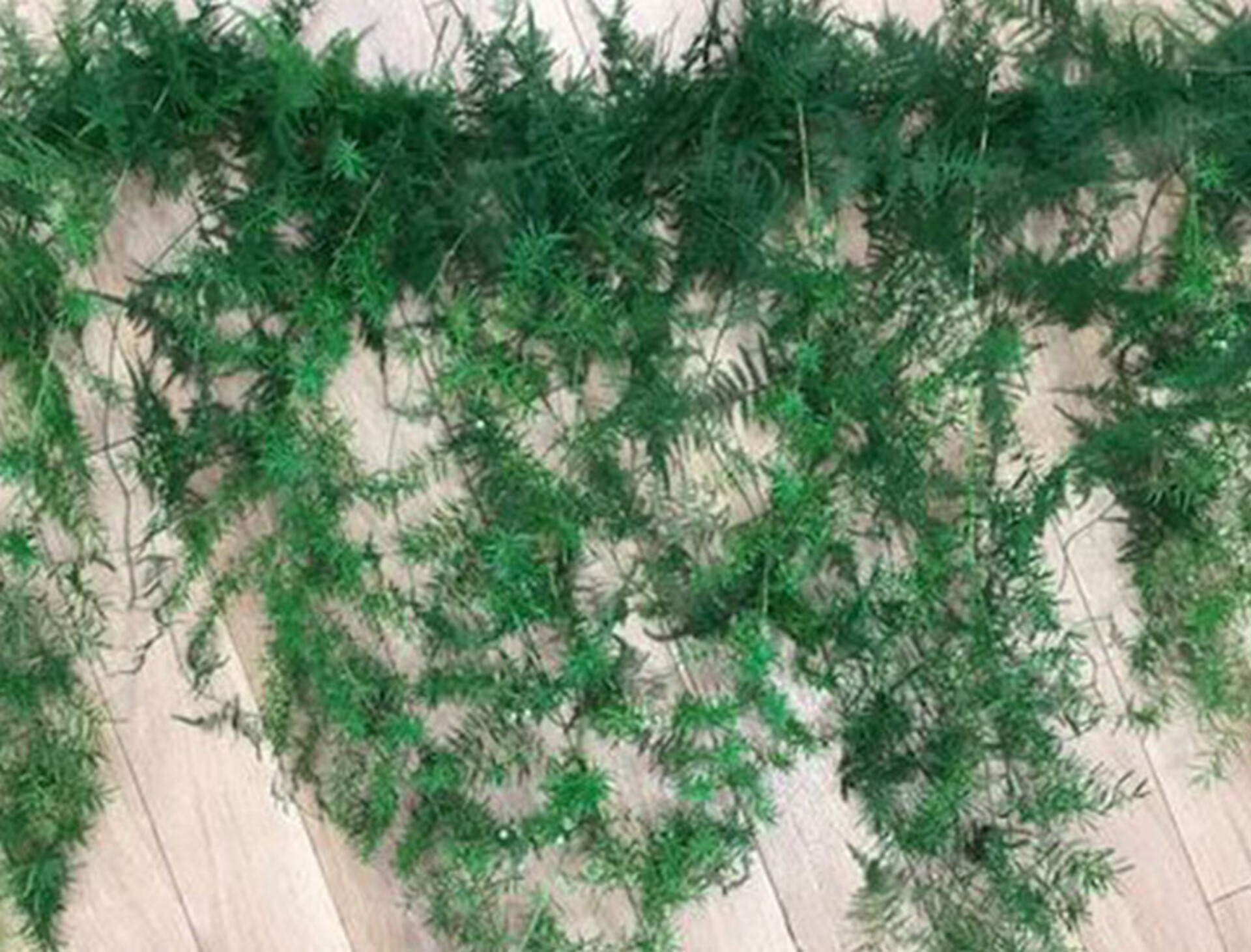 Asparago Plumoso Naturale- Sconti per Fioristi e Aziende - Preservato x 10 steli H 80/150