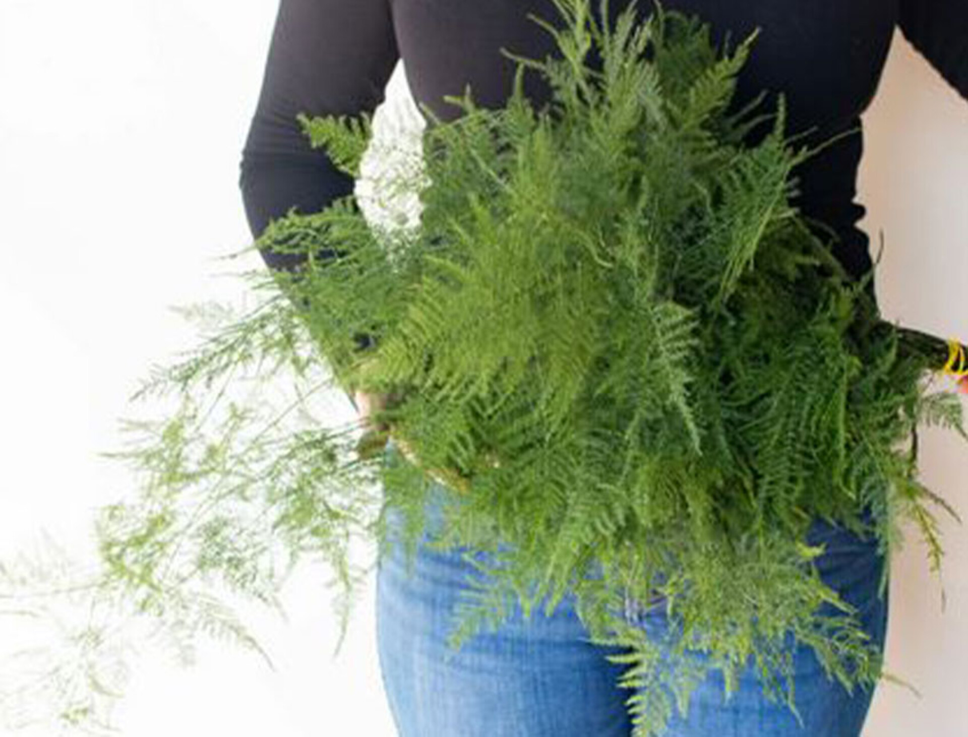 Asparago Plumoso Naturale- Sconti per Fioristi e Aziende - Preservato x 10 steli H 40/60