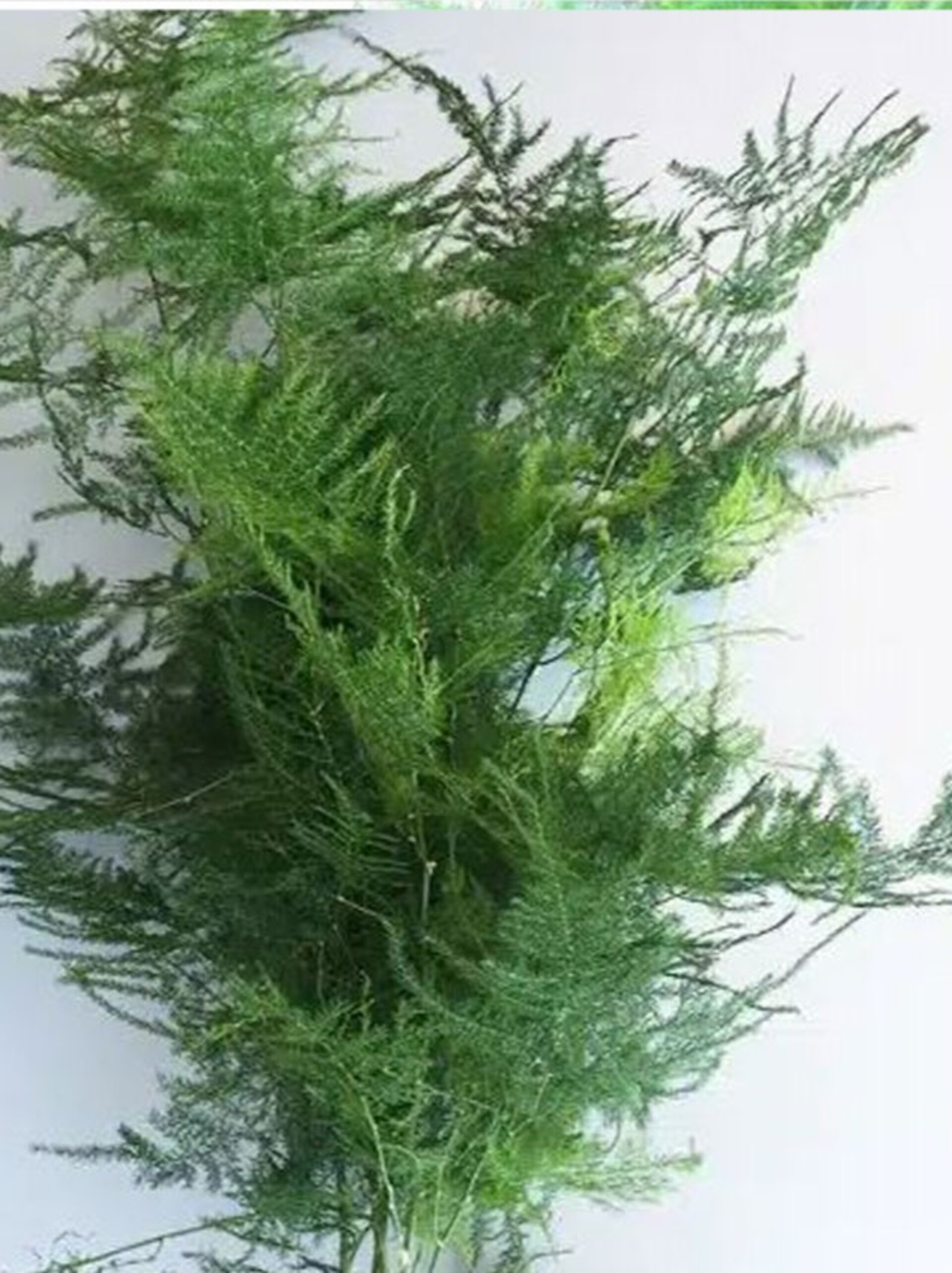 Asparago Plumoso Naturale- Sconti per Fioristi e Aziende - Preservato x 10 steli H 40/60
