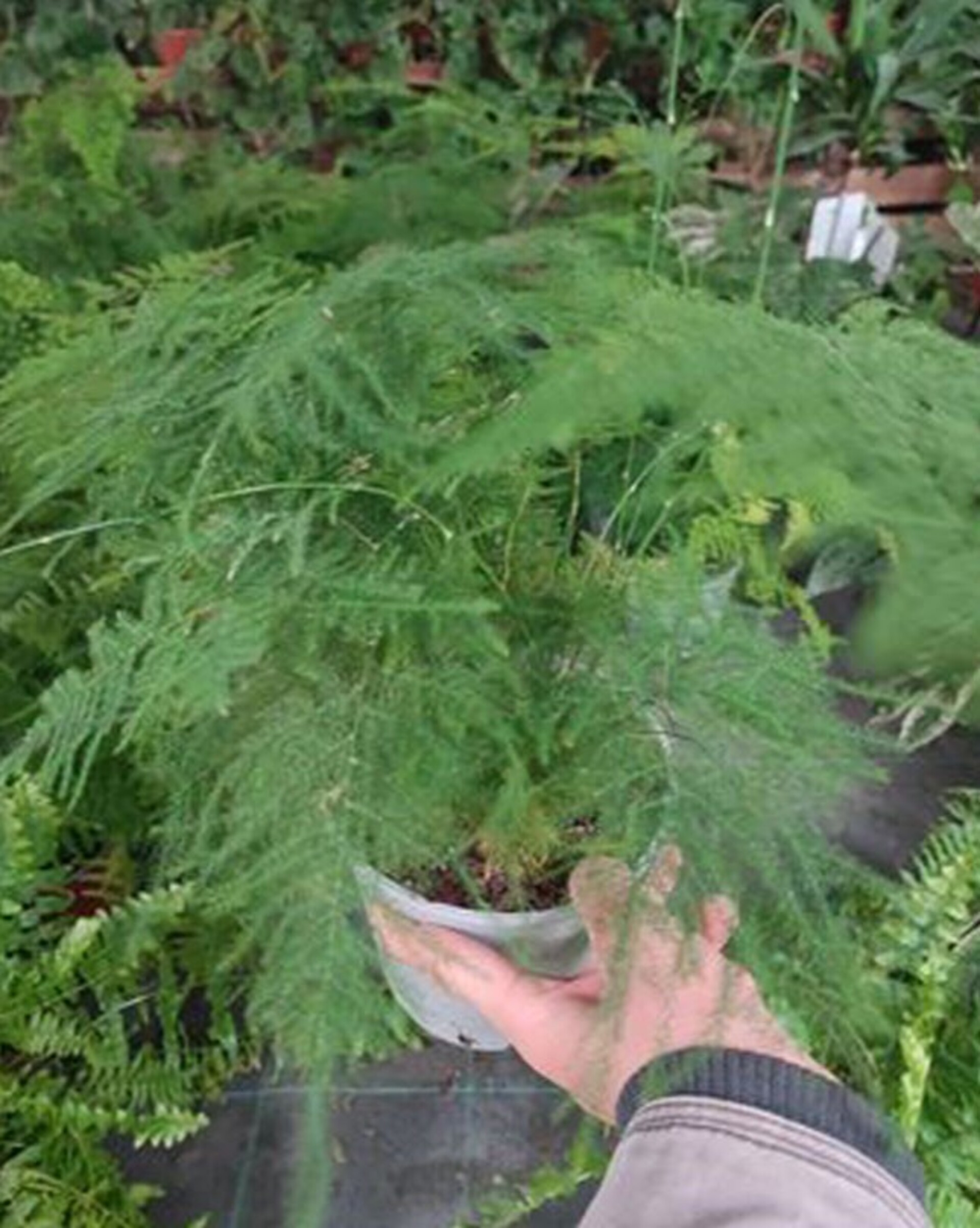 Asparago Plumoso Naturale- Sconti per Fioristi e Aziende - Preservato x 10 steli H 40/60