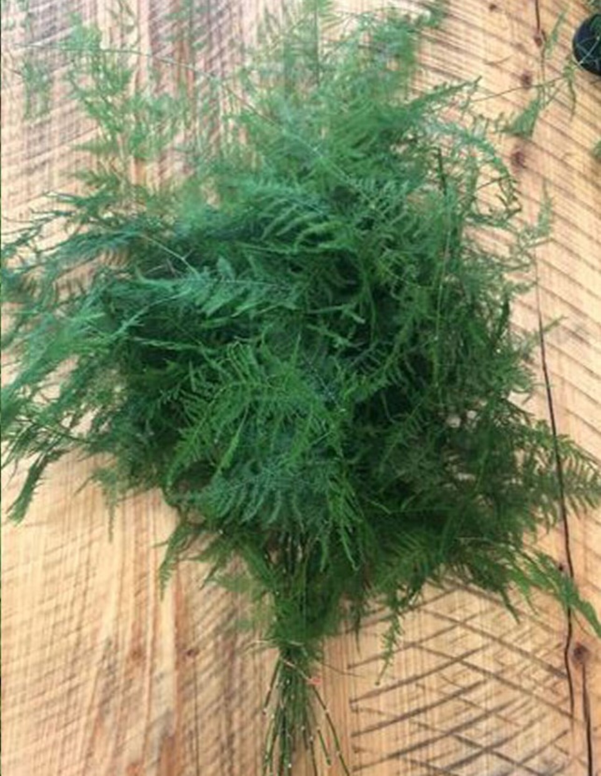 Asparago Plumoso Naturale- Sconti per Fioristi e Aziende - Preservato x 10 steli H 40/60