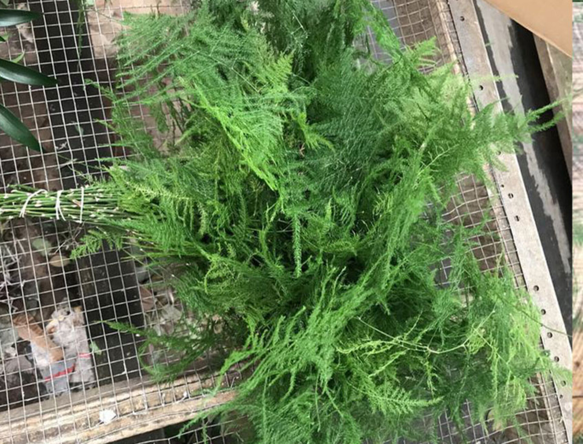 Asparago Plumoso Naturale- Sconti per Fioristi e Aziende - Preservato x 10 steli H 40/60