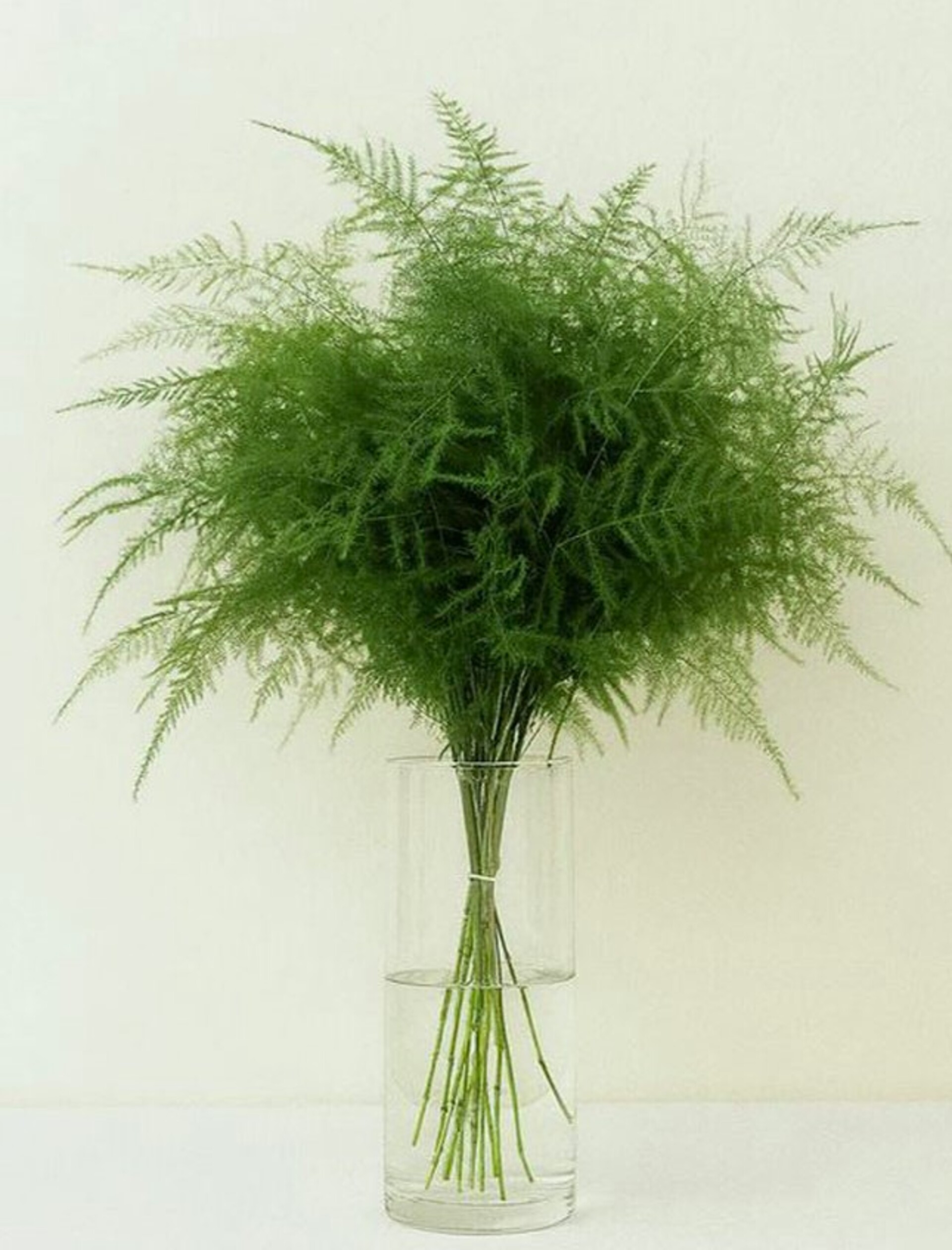 Asparago Plumoso Naturale- Sconti per Fioristi e Aziende - Preservato x 10 steli H 40/60