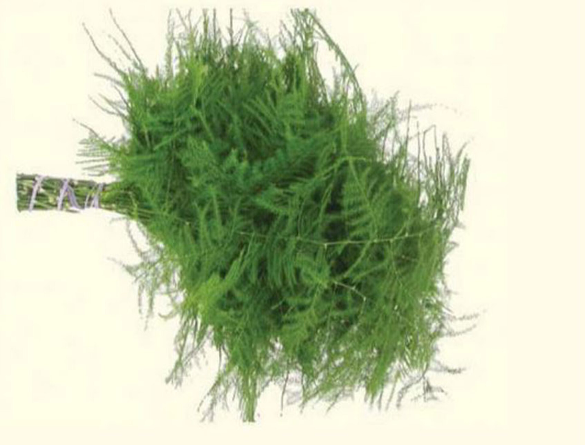 Asparago Plumoso Naturale- Sconti per Fioristi e Aziende - Preservato x 10 steli H 40/60