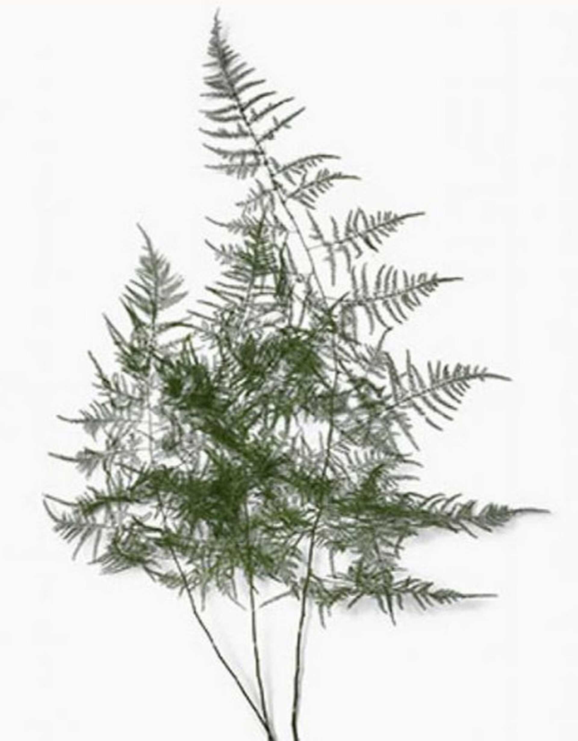 Asparago Plumoso Naturale- Sconti per Fioristi e Aziende - Preservato x 10 steli H 40/60
