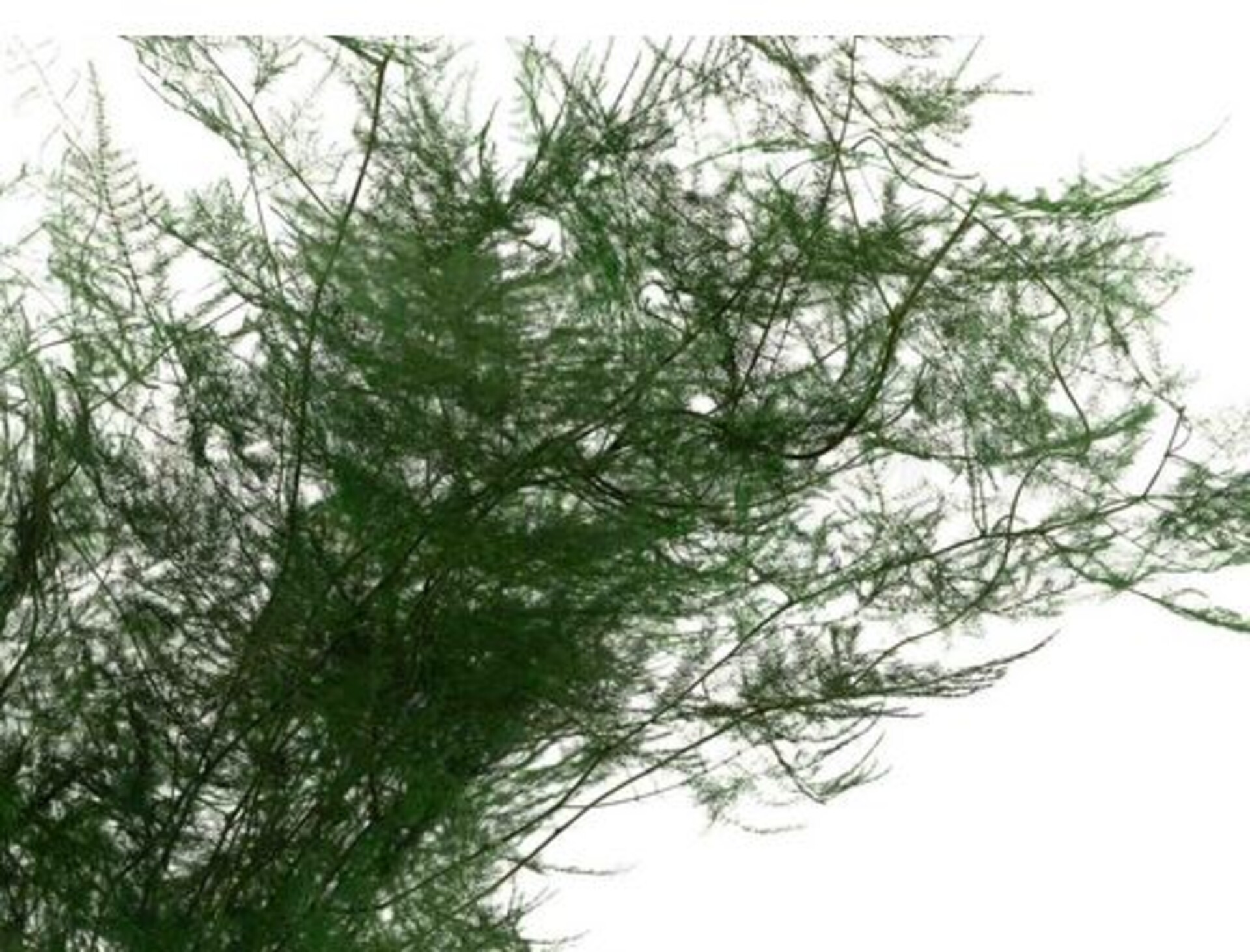 Asparago Plumoso Naturale- Sconti per Fioristi e Aziende - Preservato x 10 steli H 40/60