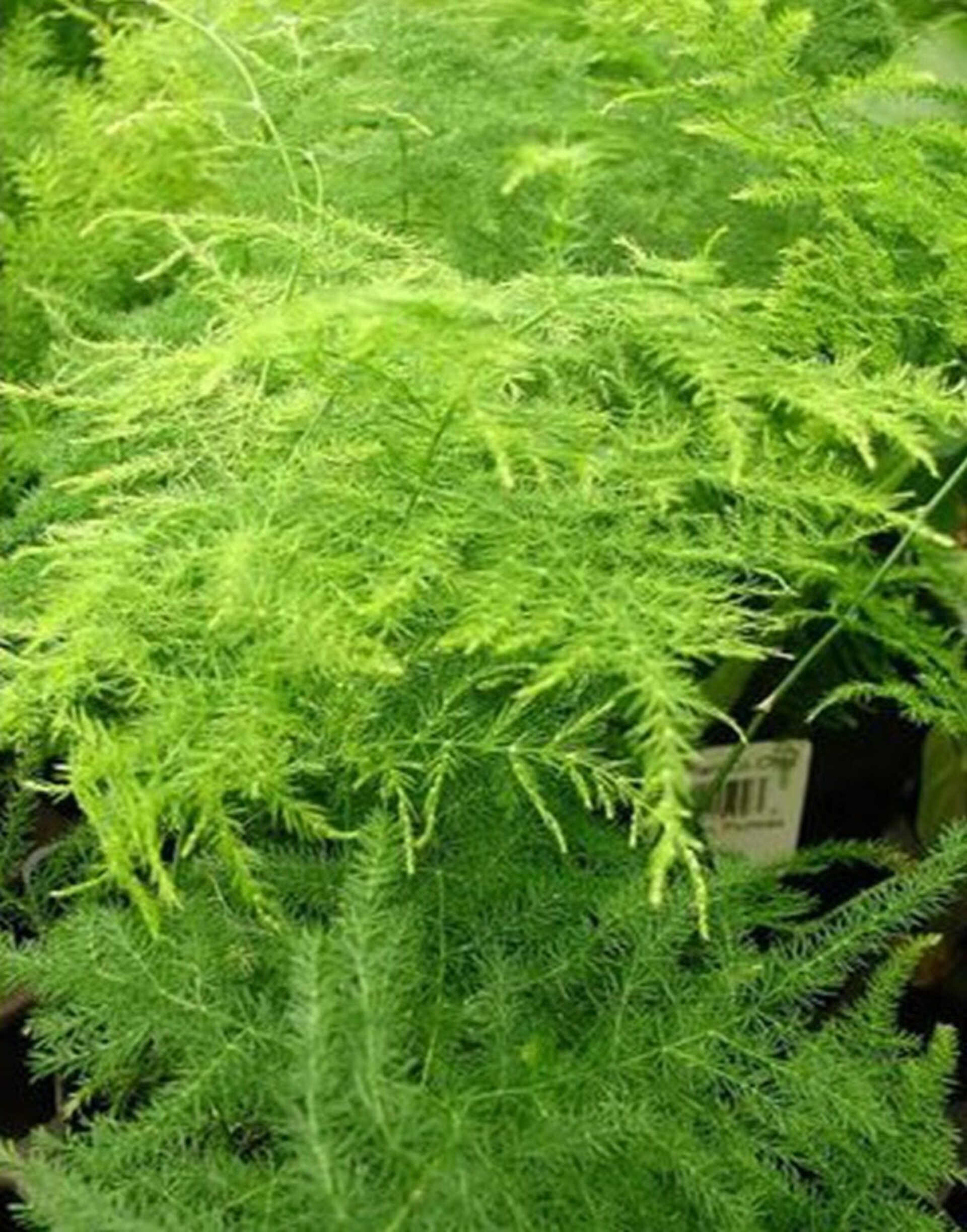 Asparago Plumoso Naturale- Sconti per Fioristi e Aziende - Preservato x 10 steli H 40/60