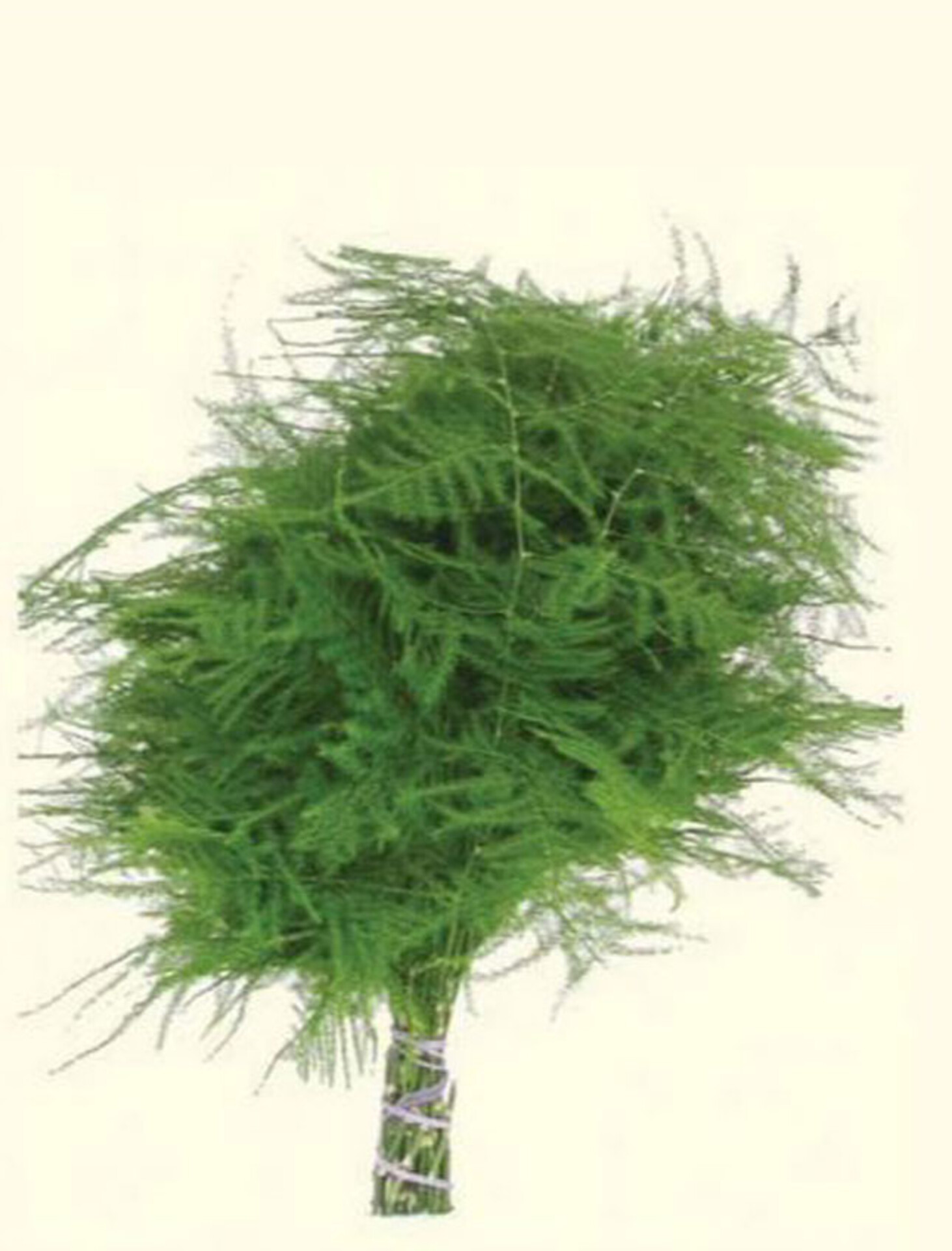 Asparagus Vergatus Naturale Disidratato conf. 25 steli - Sconti per Fioristi e Aziende