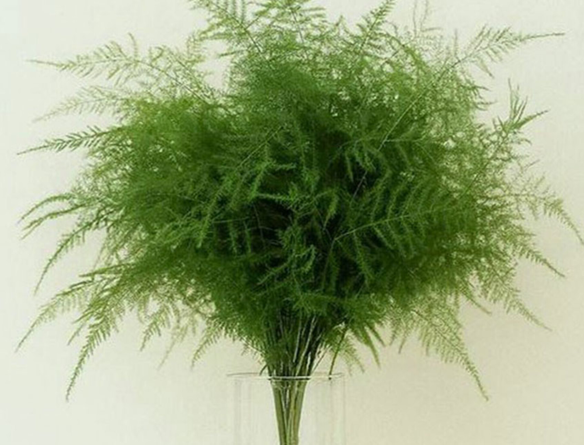 Asparagus Vergatus Naturale Disidratato conf. 25 steli - Sconti per Fioristi e Aziende