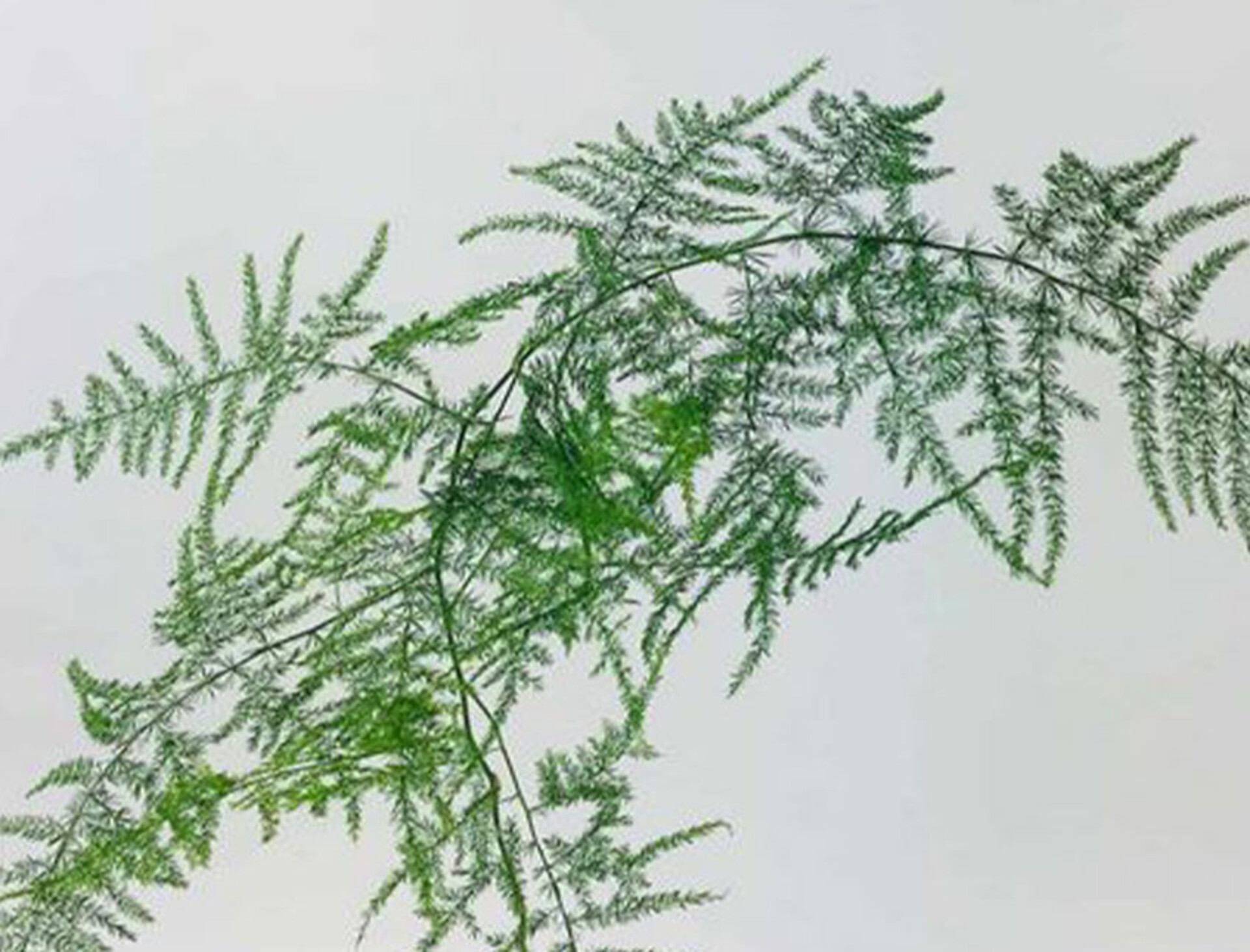 Asparago Plumoso Naturale- Sconti per Fioristi e Aziende - Preservato x 10 steli H 80/150