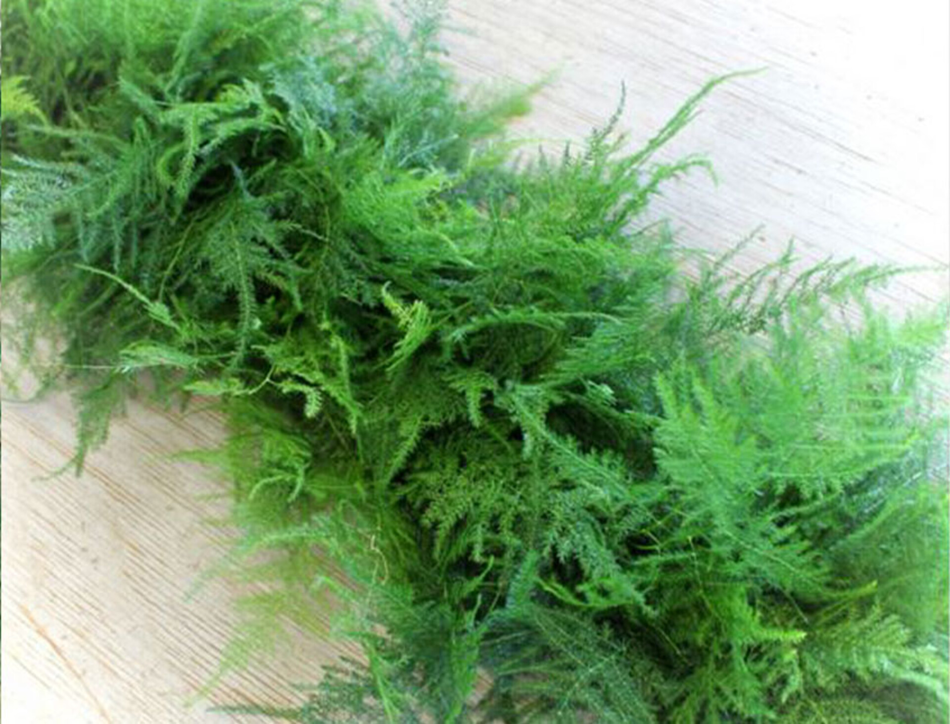 Asparago Plumoso Naturale- Sconti per Fioristi e Aziende - Preservato x 10 steli H 80/150