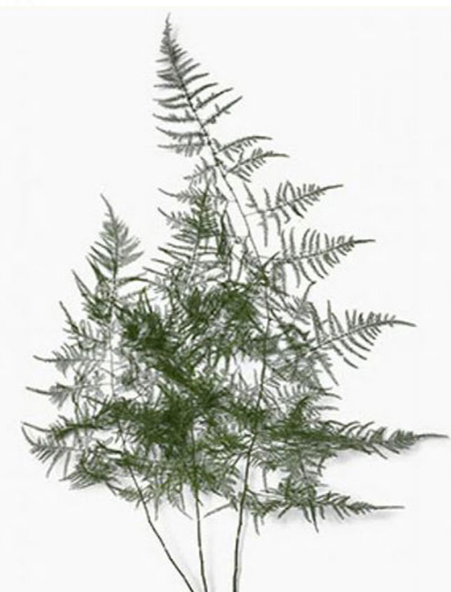 Asparago Plumoso Naturale- Sconti per Fioristi e Aziende - Preservato x 10 steli H 80/150