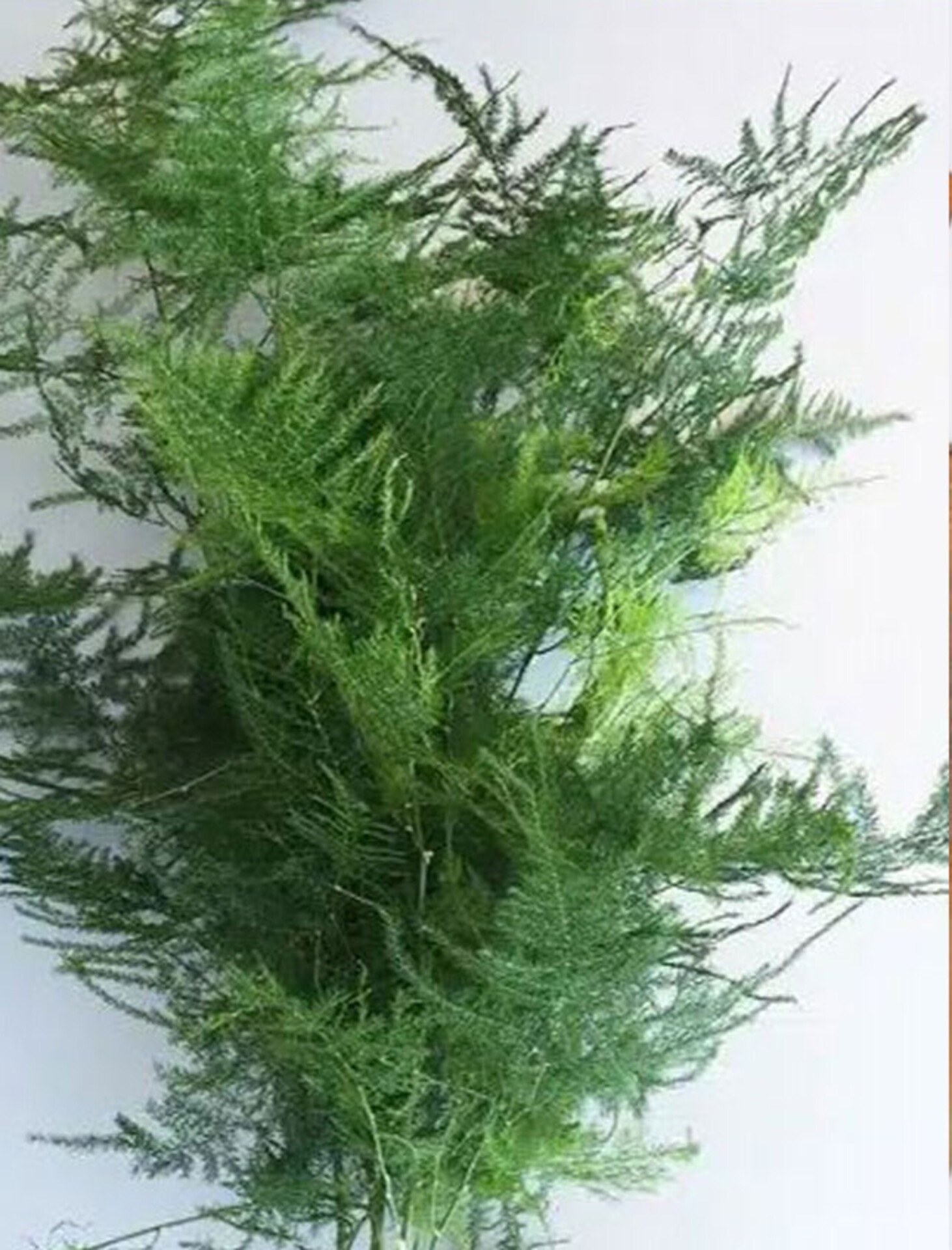 Asparago Plumoso Naturale- Sconti per Fioristi e Aziende - Preservato x 10 steli H 80/150