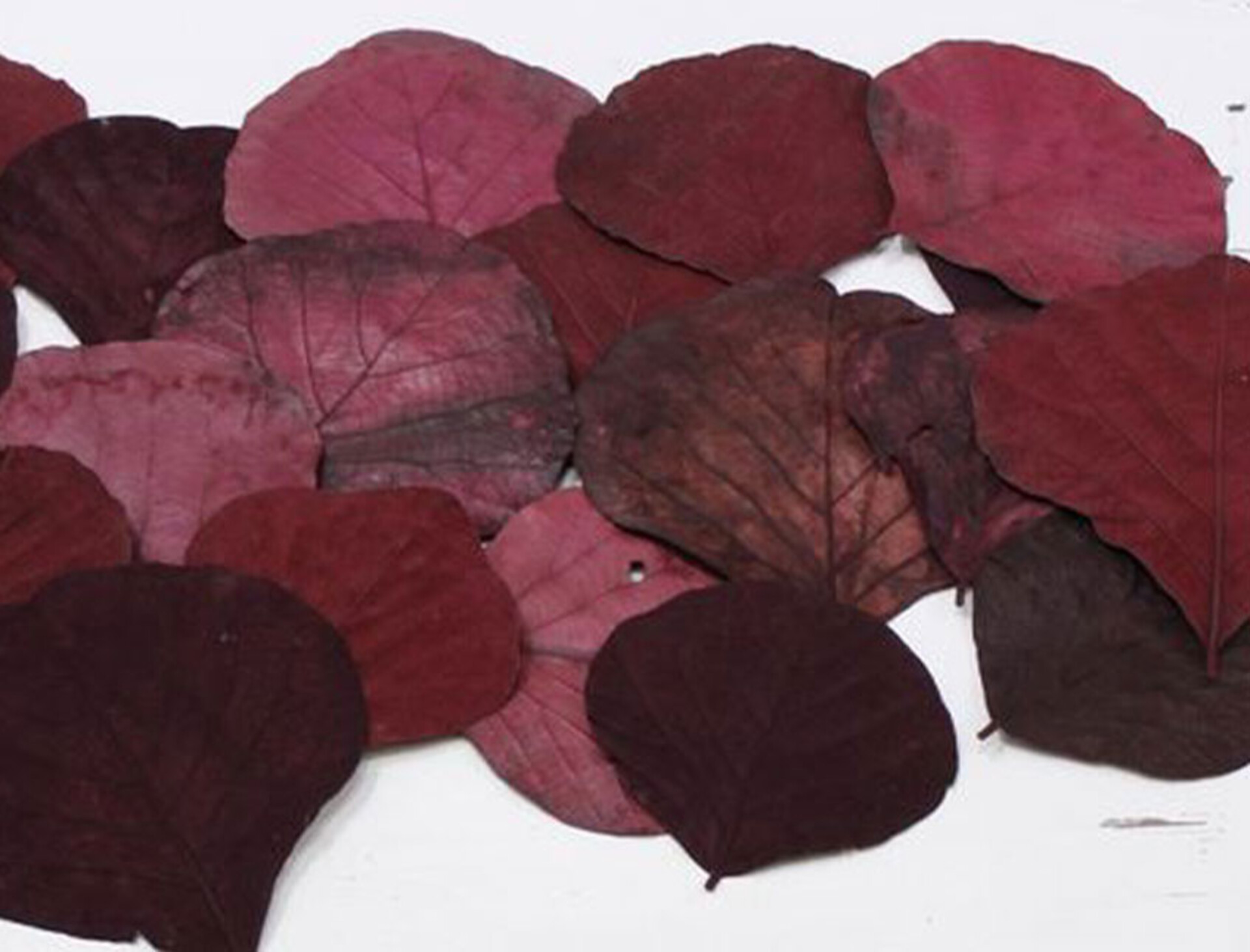 Foglie Kobra Natural Dry - Sconti per Fioristi e Aziende - Confezione 10 foglie