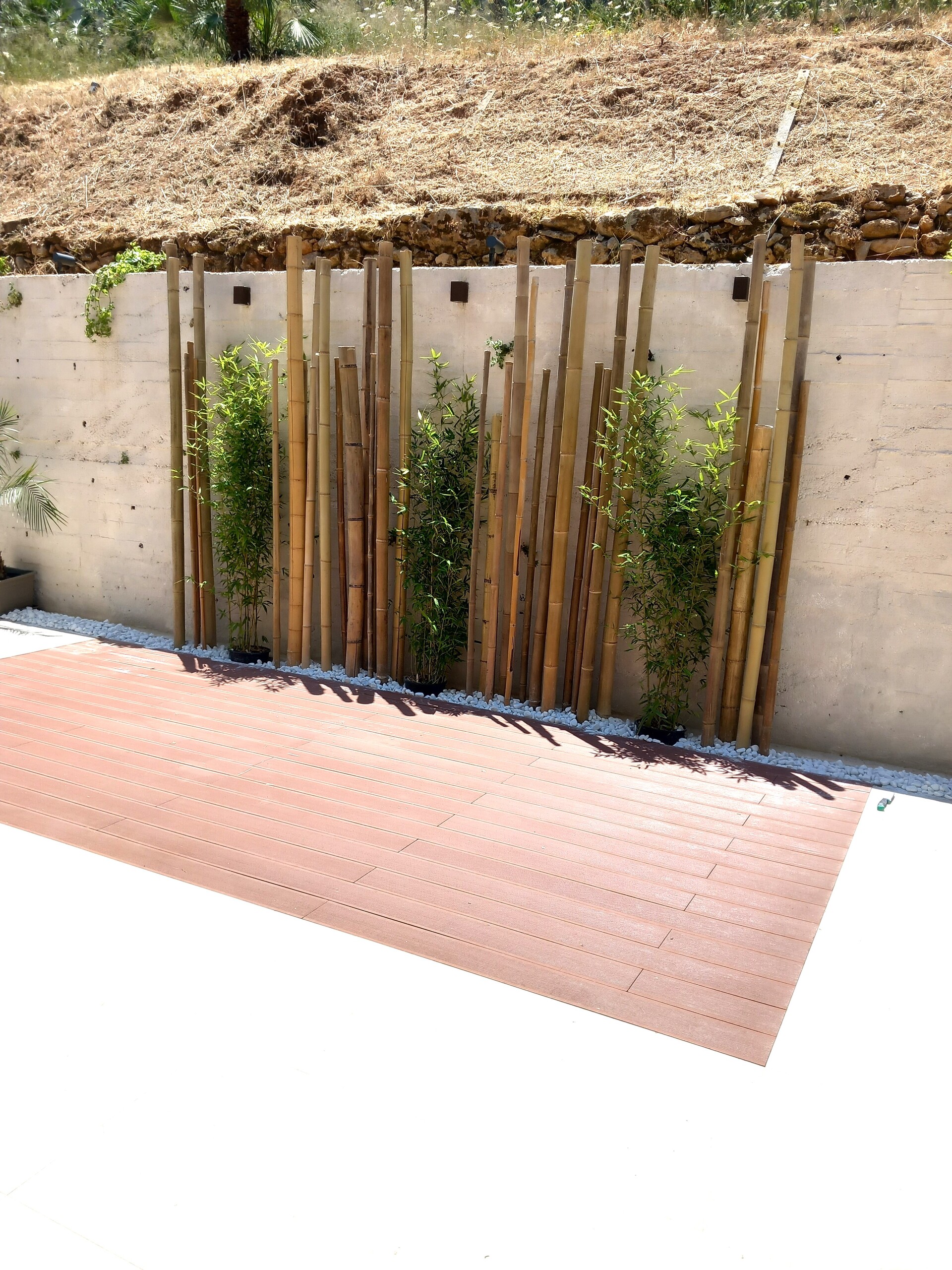 Canna Bamboo dm. 4 - 5 - Sconti per Fioristi e Aziende . - Alte cm. 200 - 250 - 300