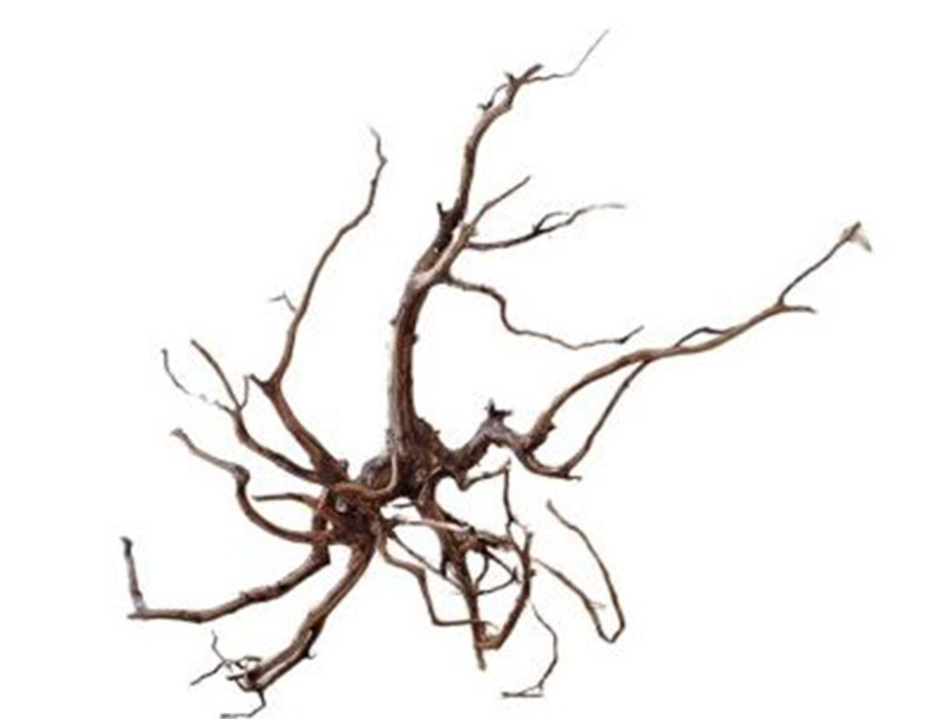 Radice Spider Wood  - Prodotto Naturale trattato - Legno Chiaro cm.30/40