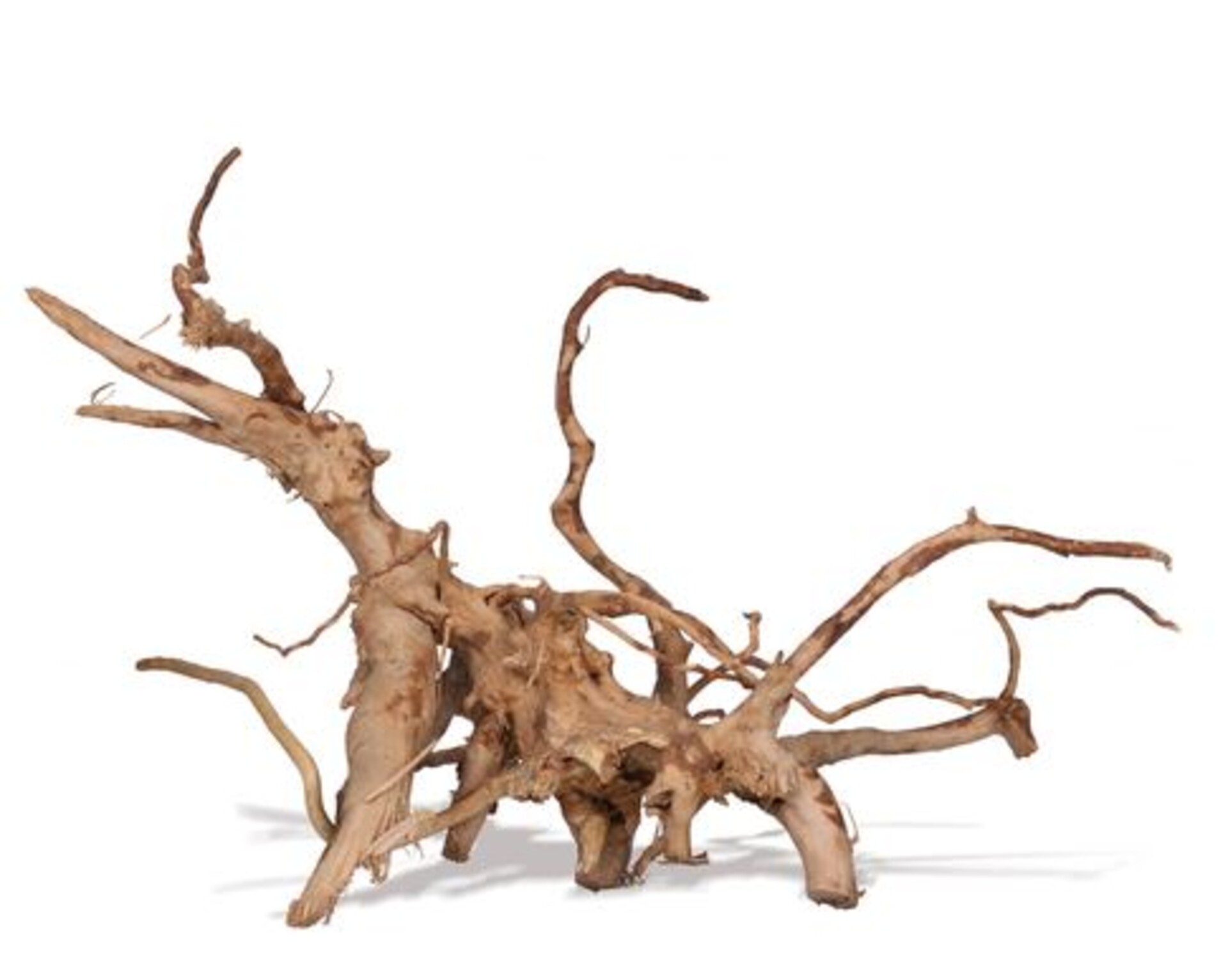 Radice Spider Wood  - Prodotto Naturale trattato - Legno Chiaro cm.30/40