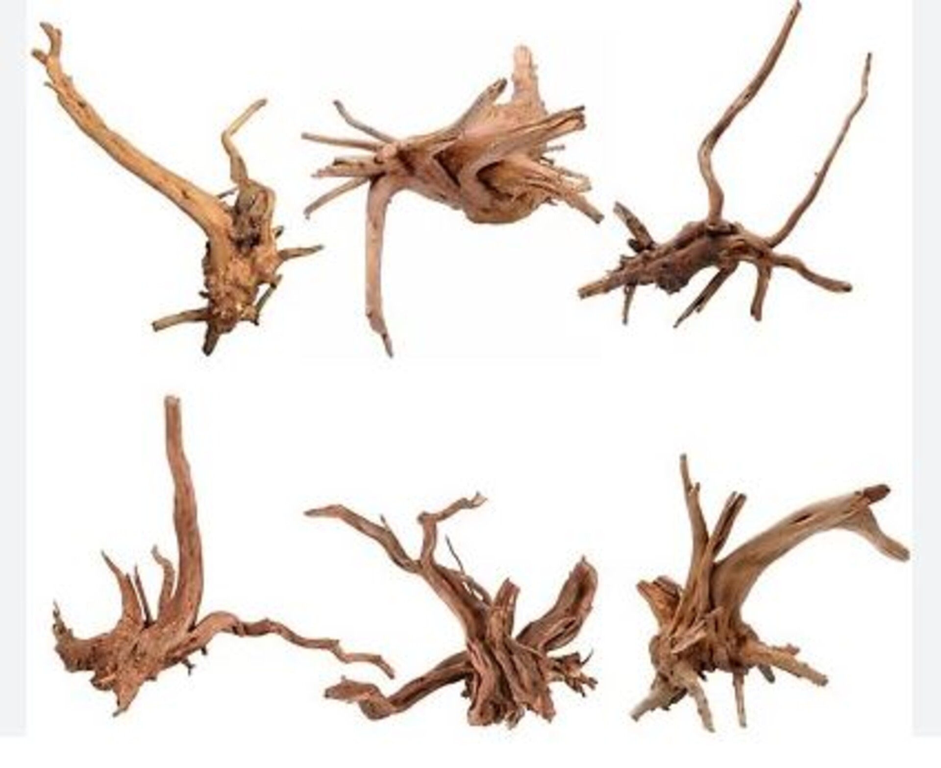 Radice Spider Wood  - Prodotto Naturale trattato - Legno Chiaro cm.30/40