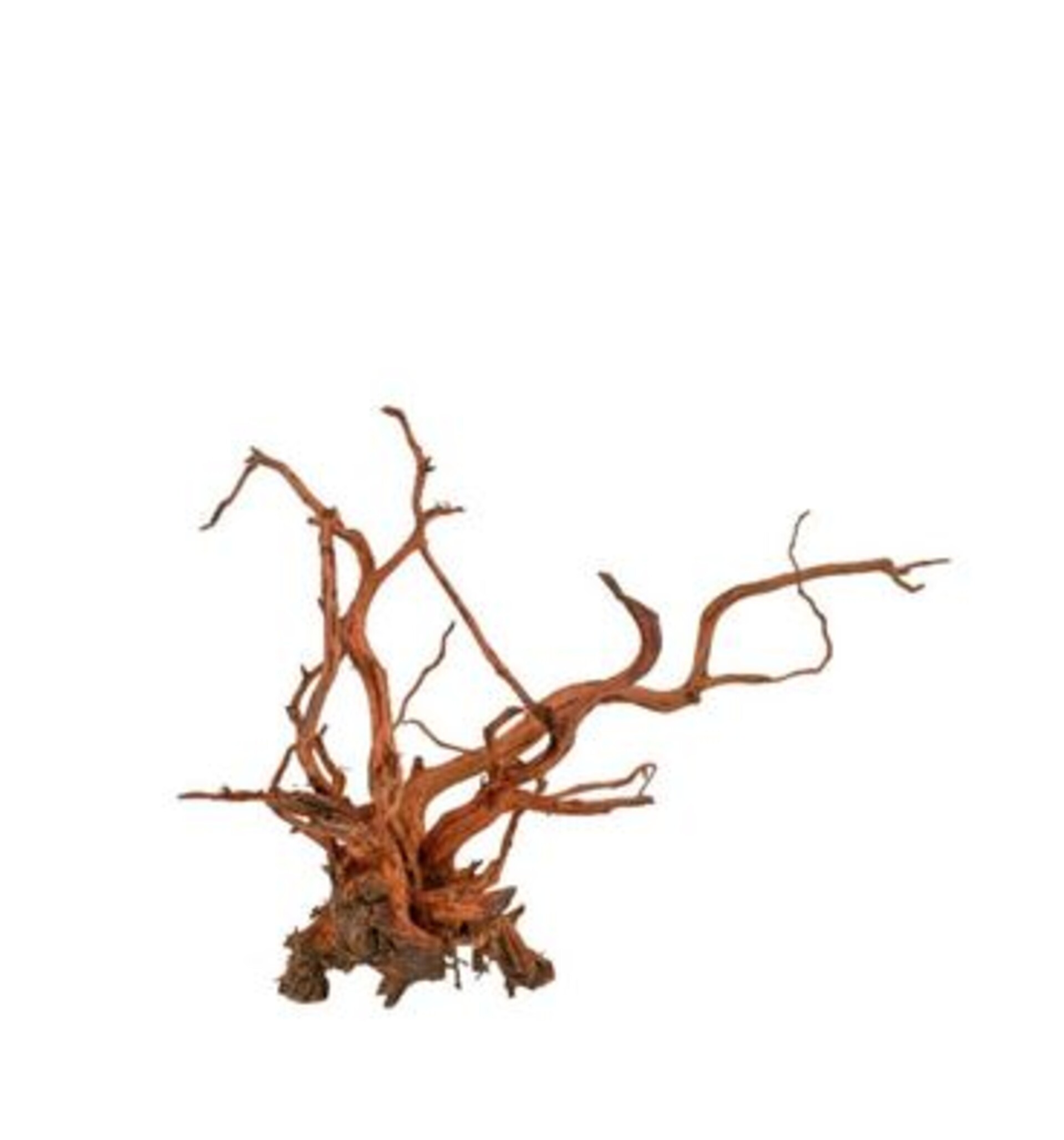 Radice Spider Wood  - Prodotto Naturale trattato - Legno Chiaro cm.30/40