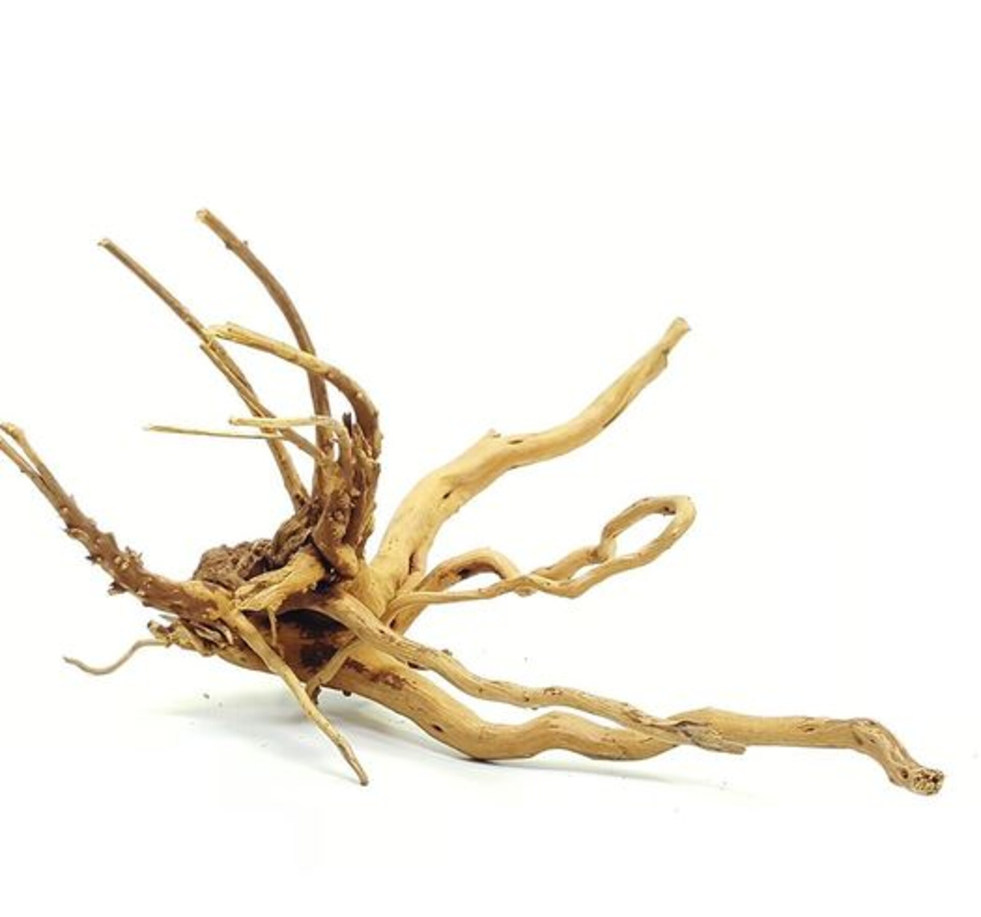 Radice Spider Wood  - Prodotto Naturale trattato - Legno Chiaro cm.30/40