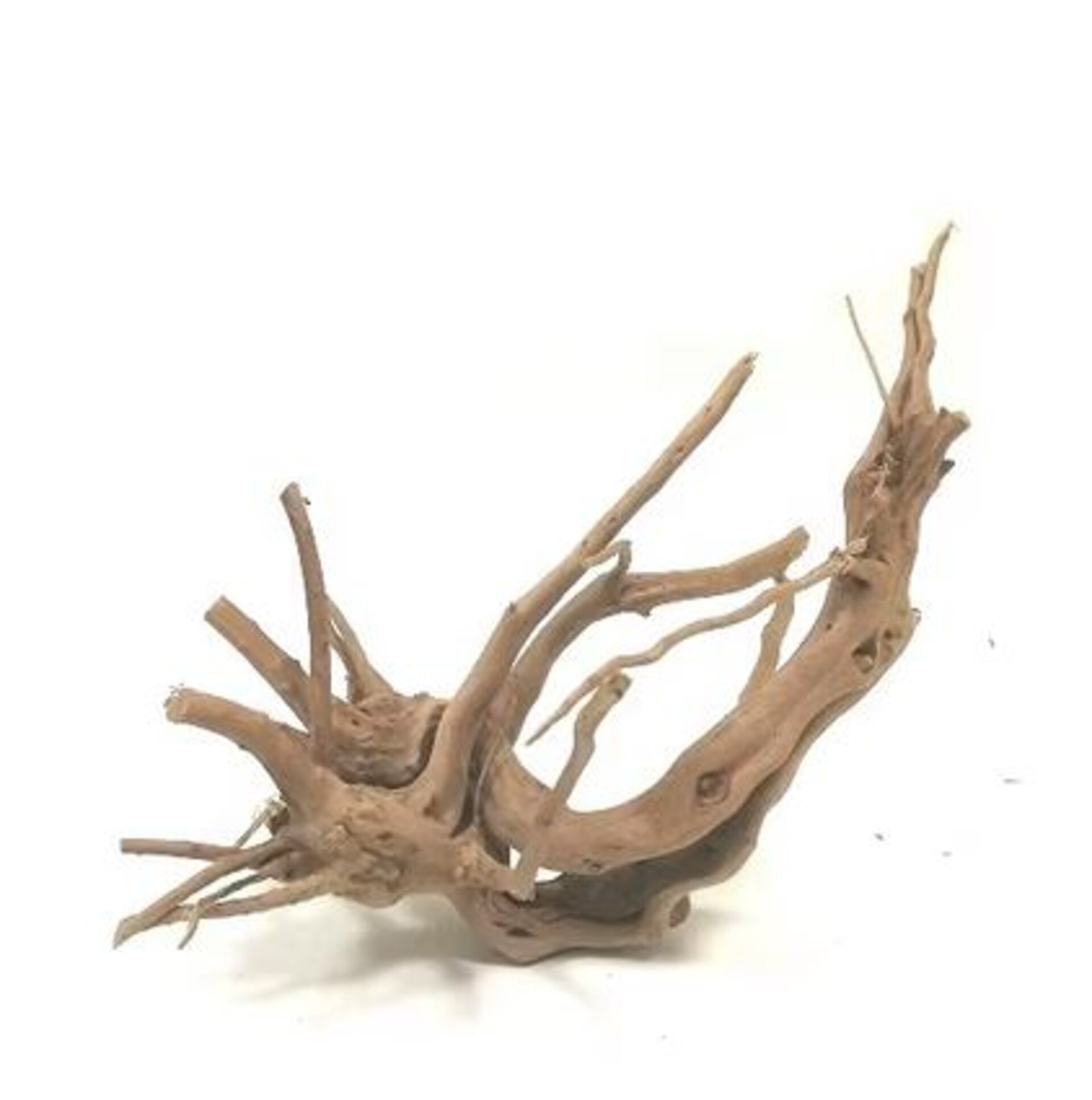 Radice Spider Wood  - Prodotto Naturale trattato - Legno Chiaro cm.30/40